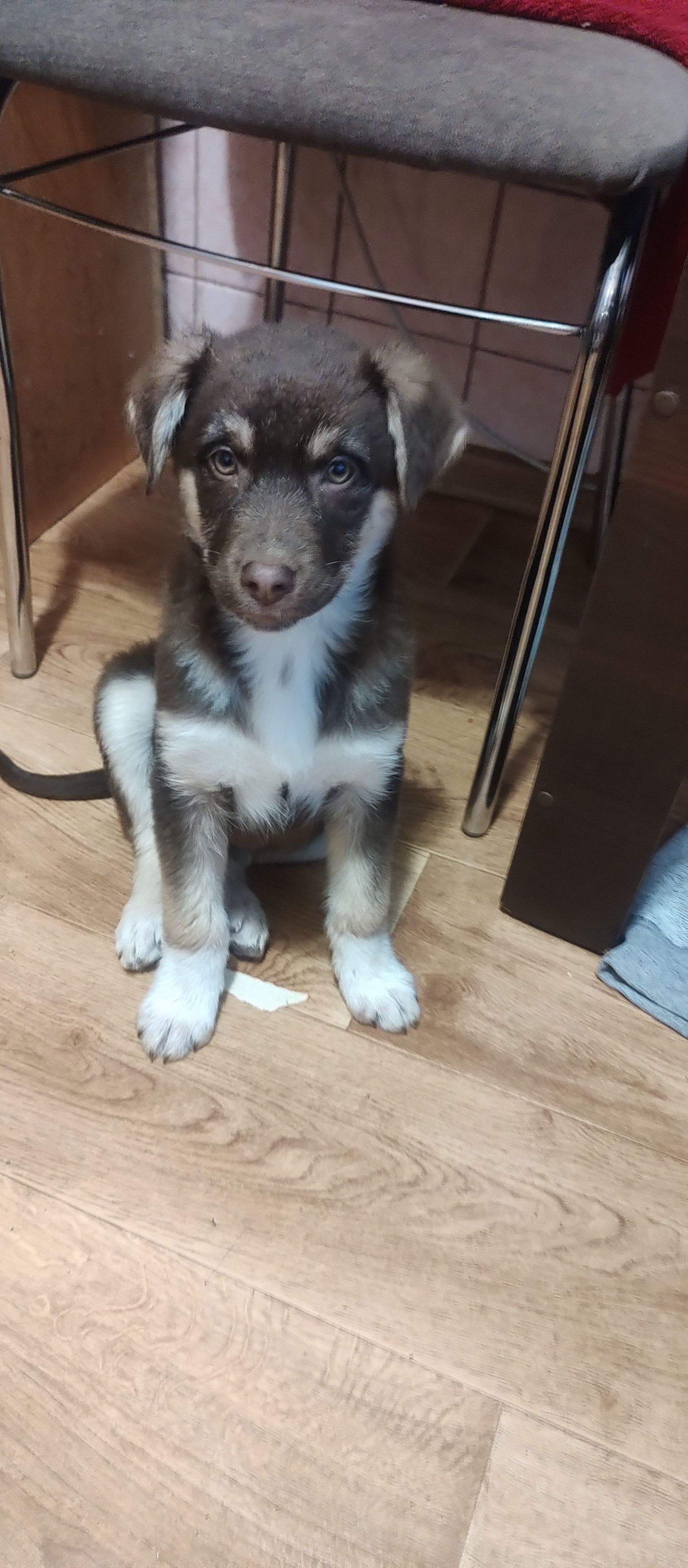 Знайдено цуценя на Британській...