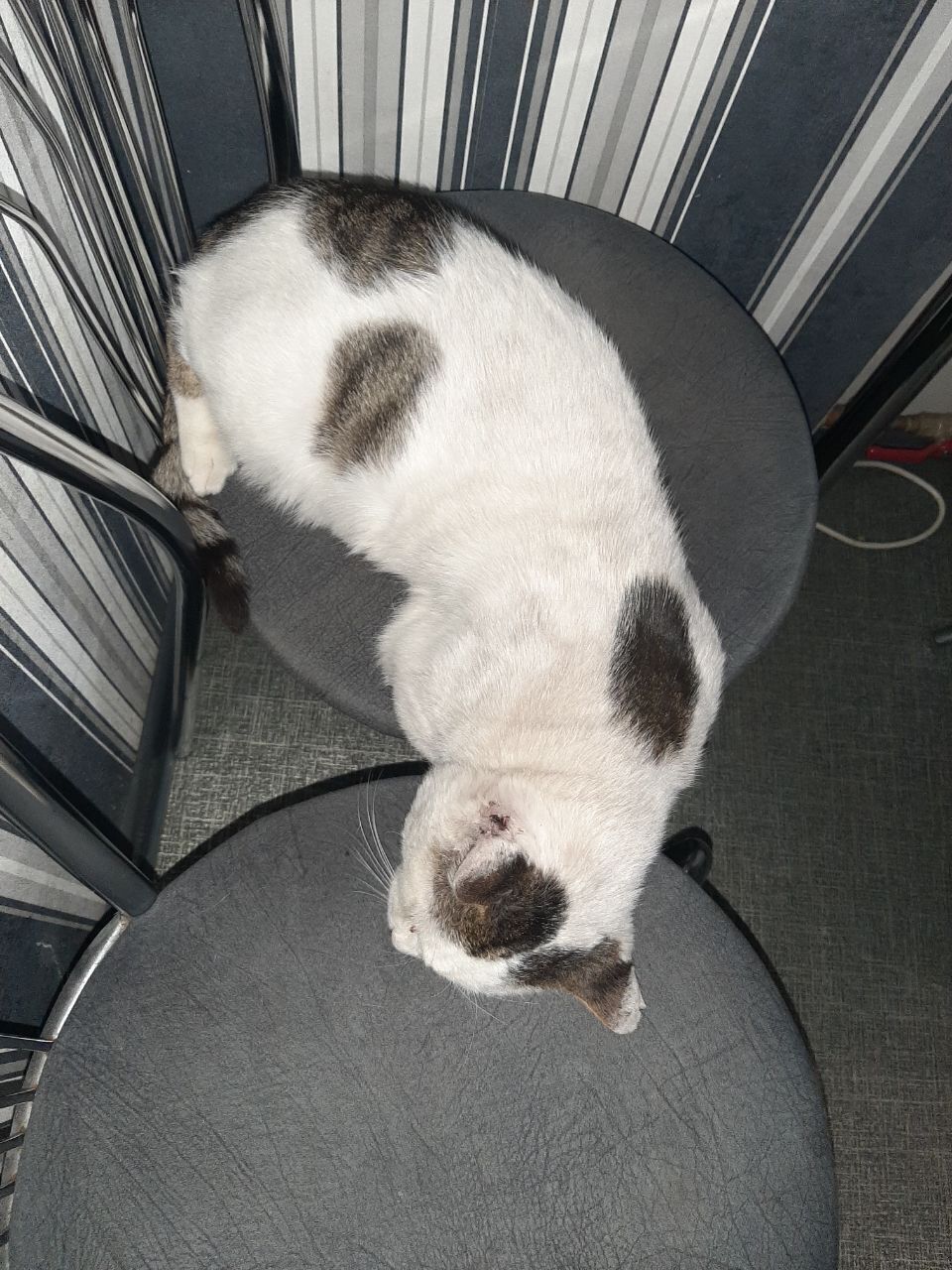 Зникла кішка: Мурчик з унікальними плямами