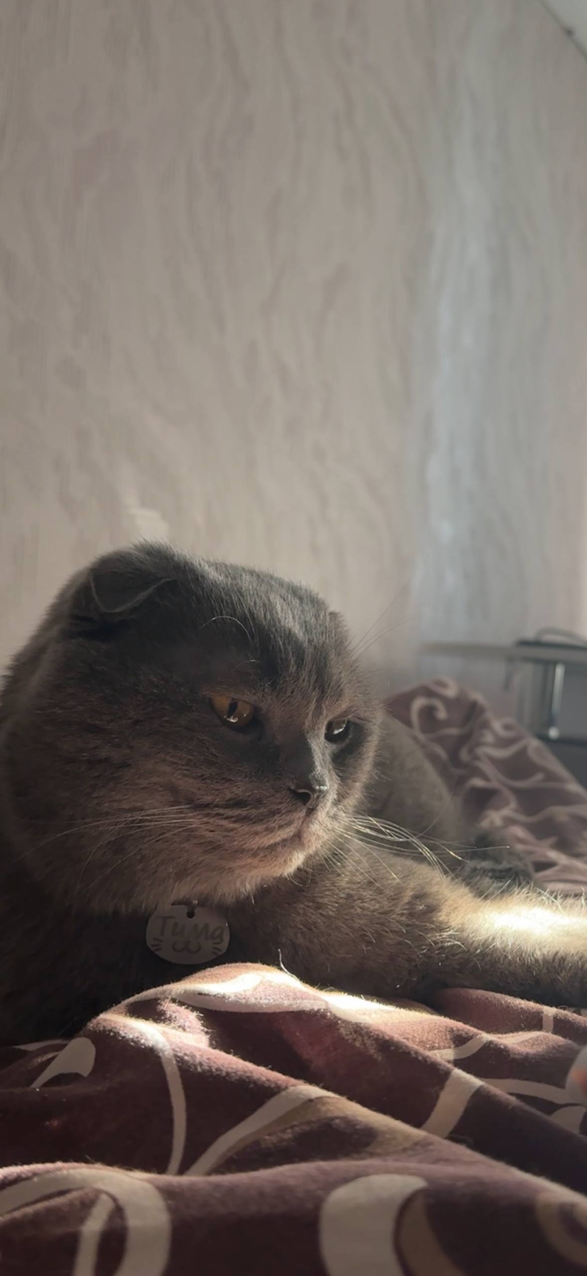 Зникла кішка: Висловухий шотландець, Добряни