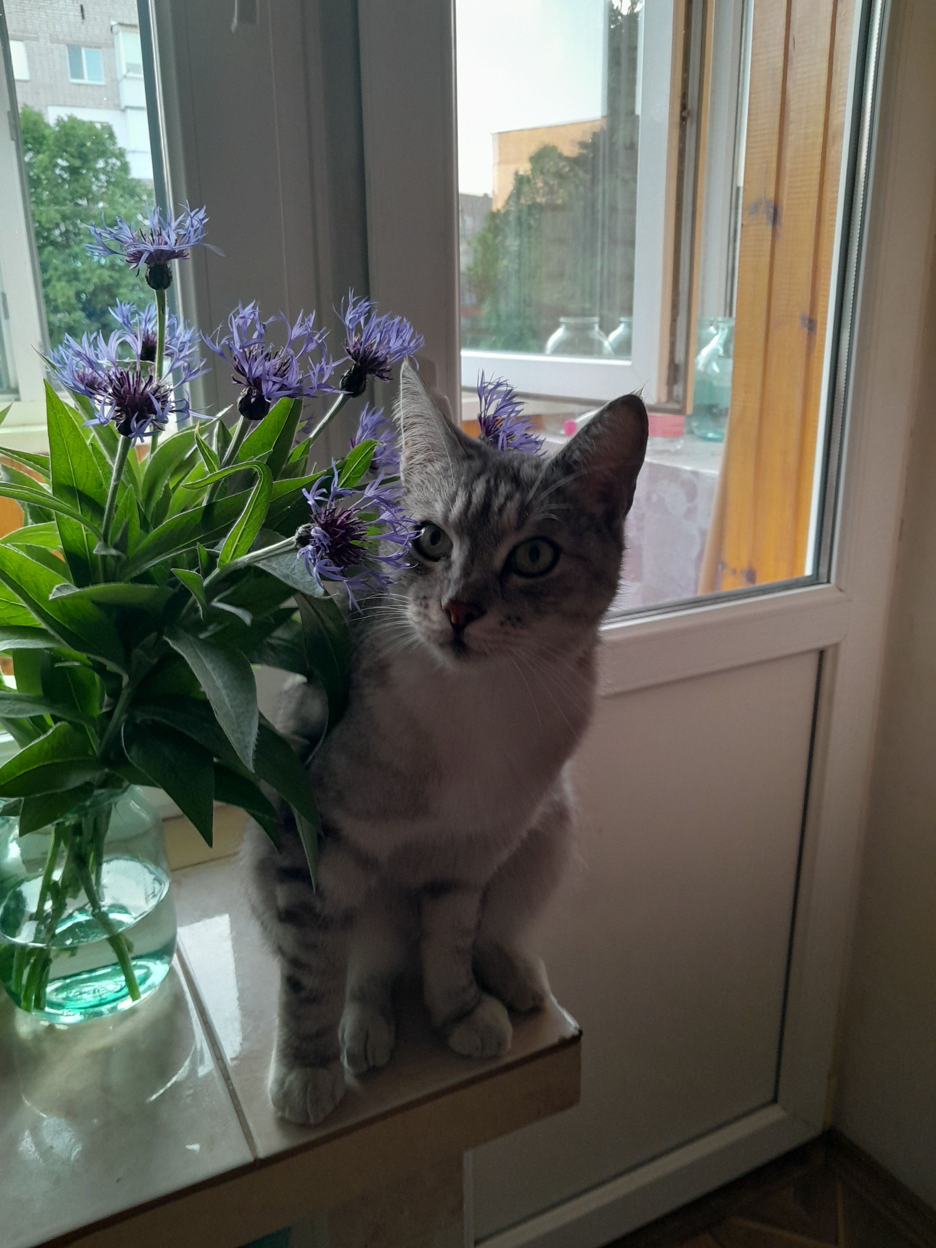 Зникла кішка: Сірий з білою грудкою, Житомирщина