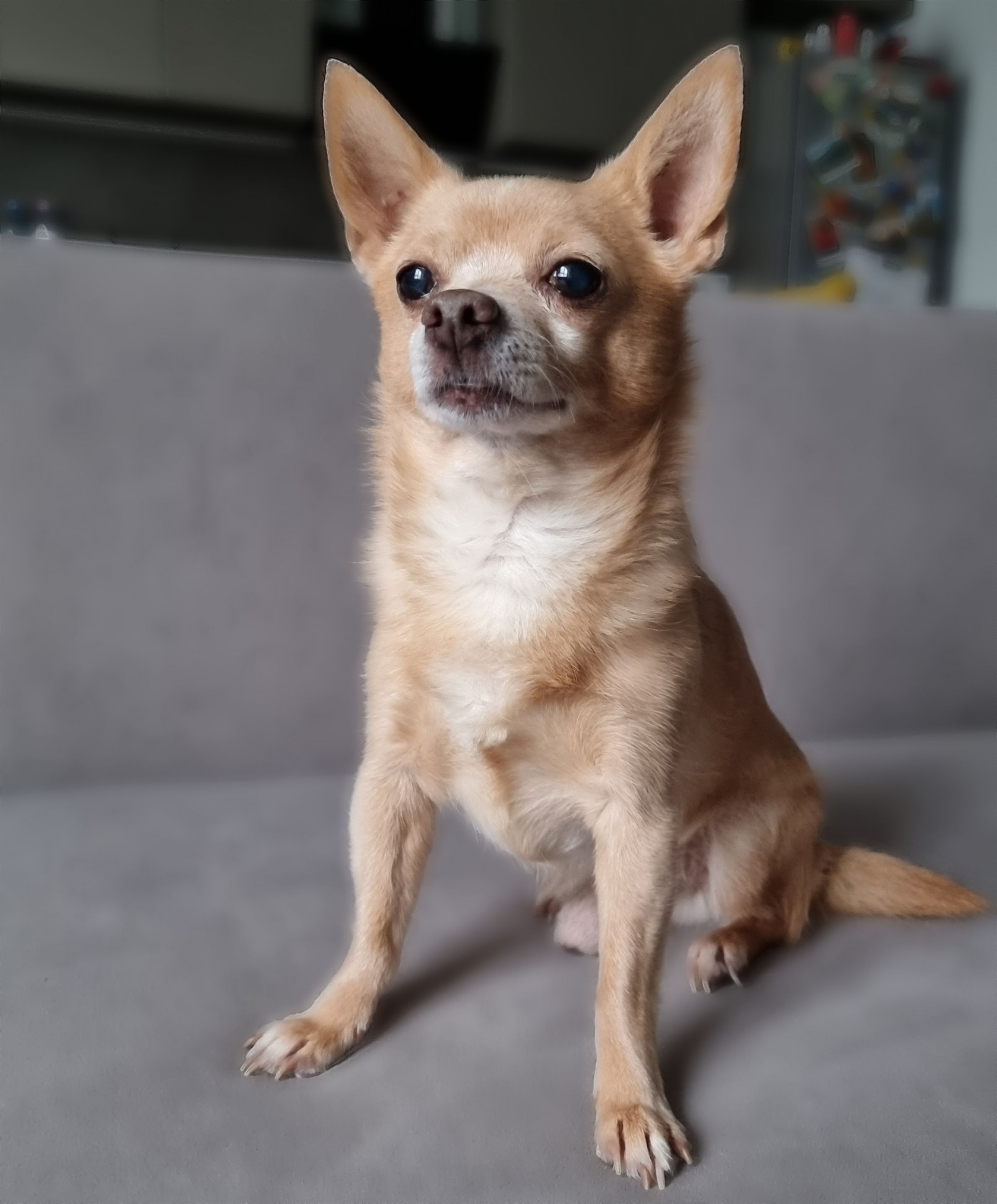 Зникла чіхуахуа: допоможіть знайти у Дніпрі!