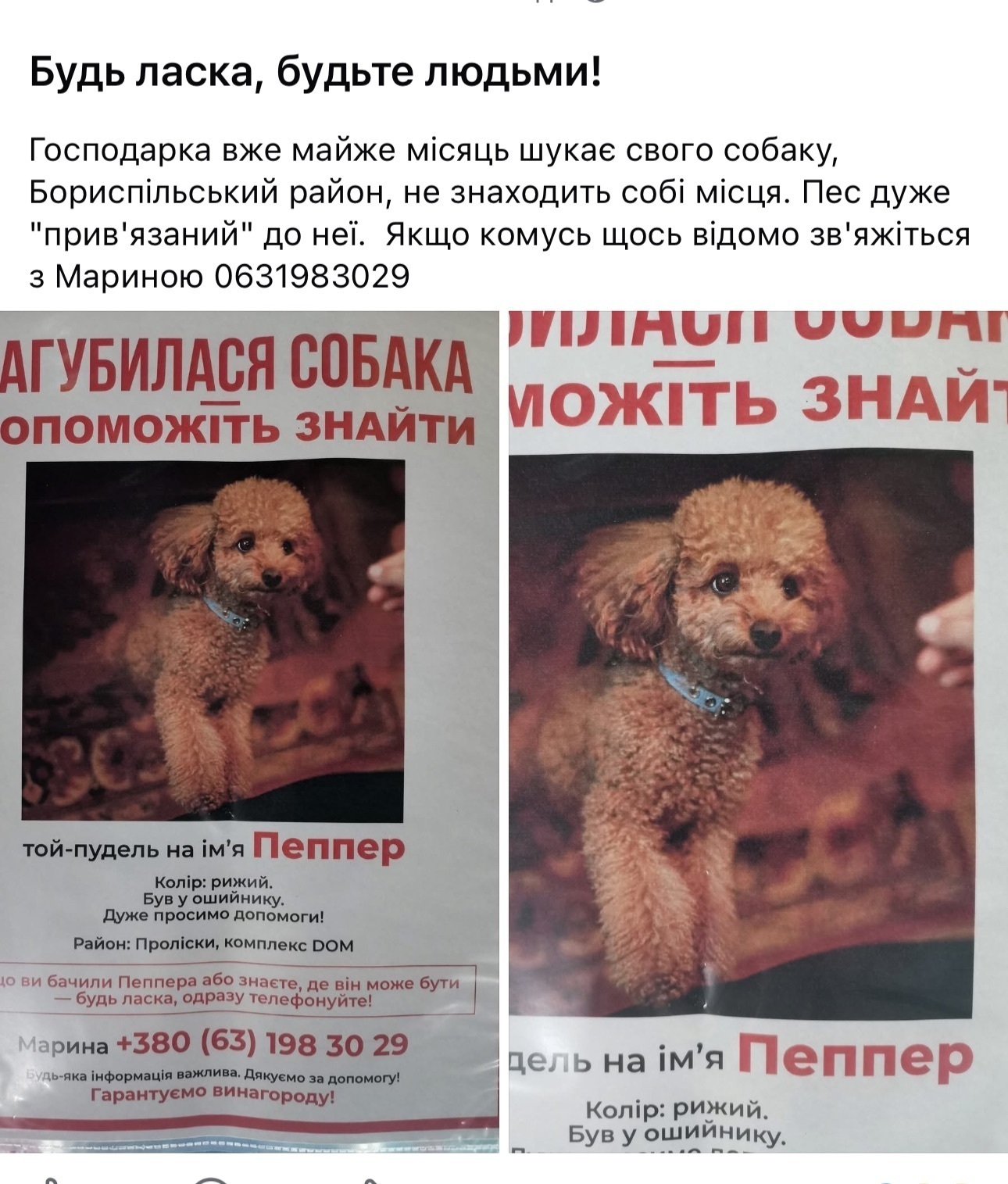 Зник песик на Фестивальному провулку, 11