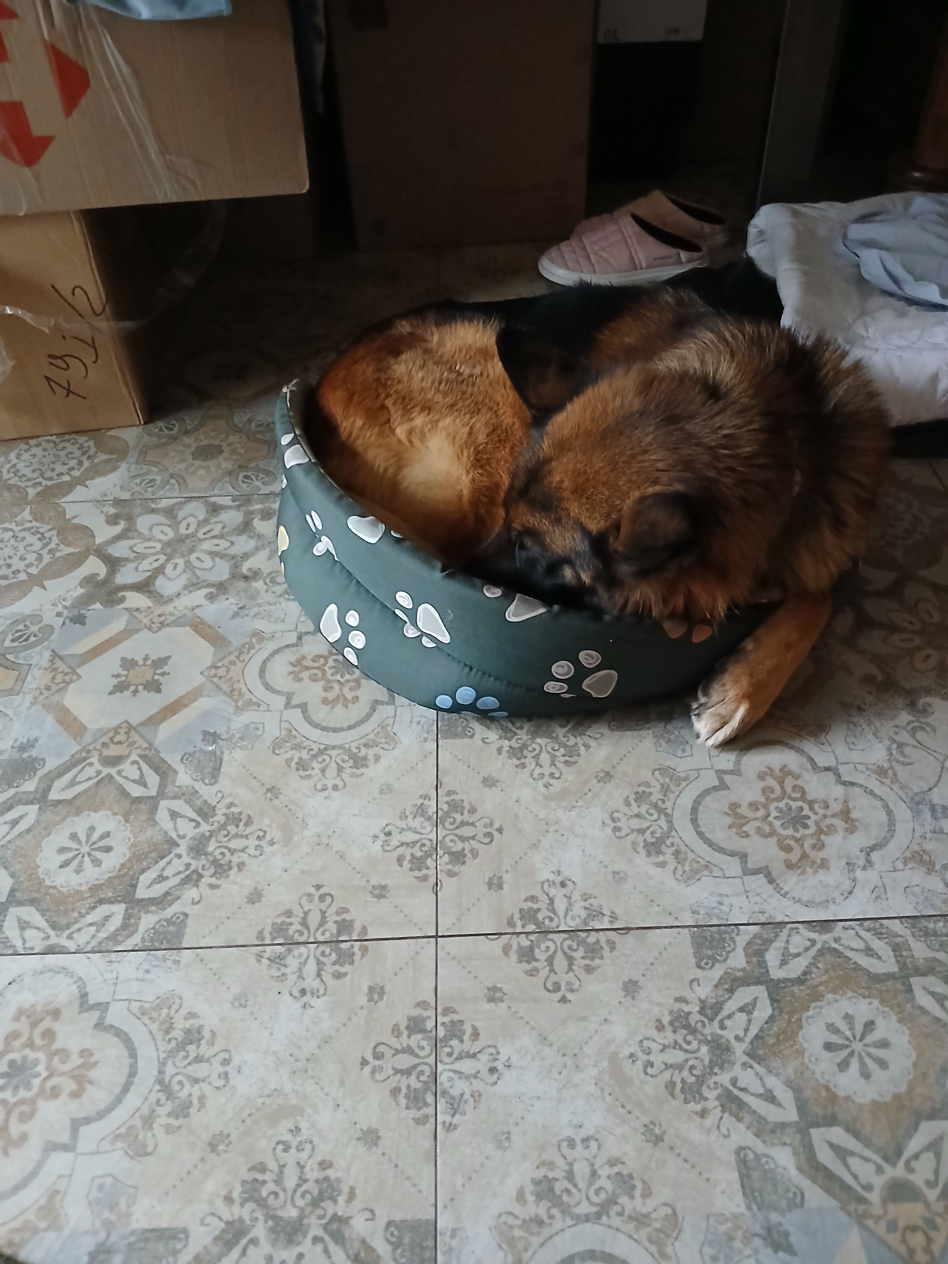 Шукаємо дім для ніжної німецьк...