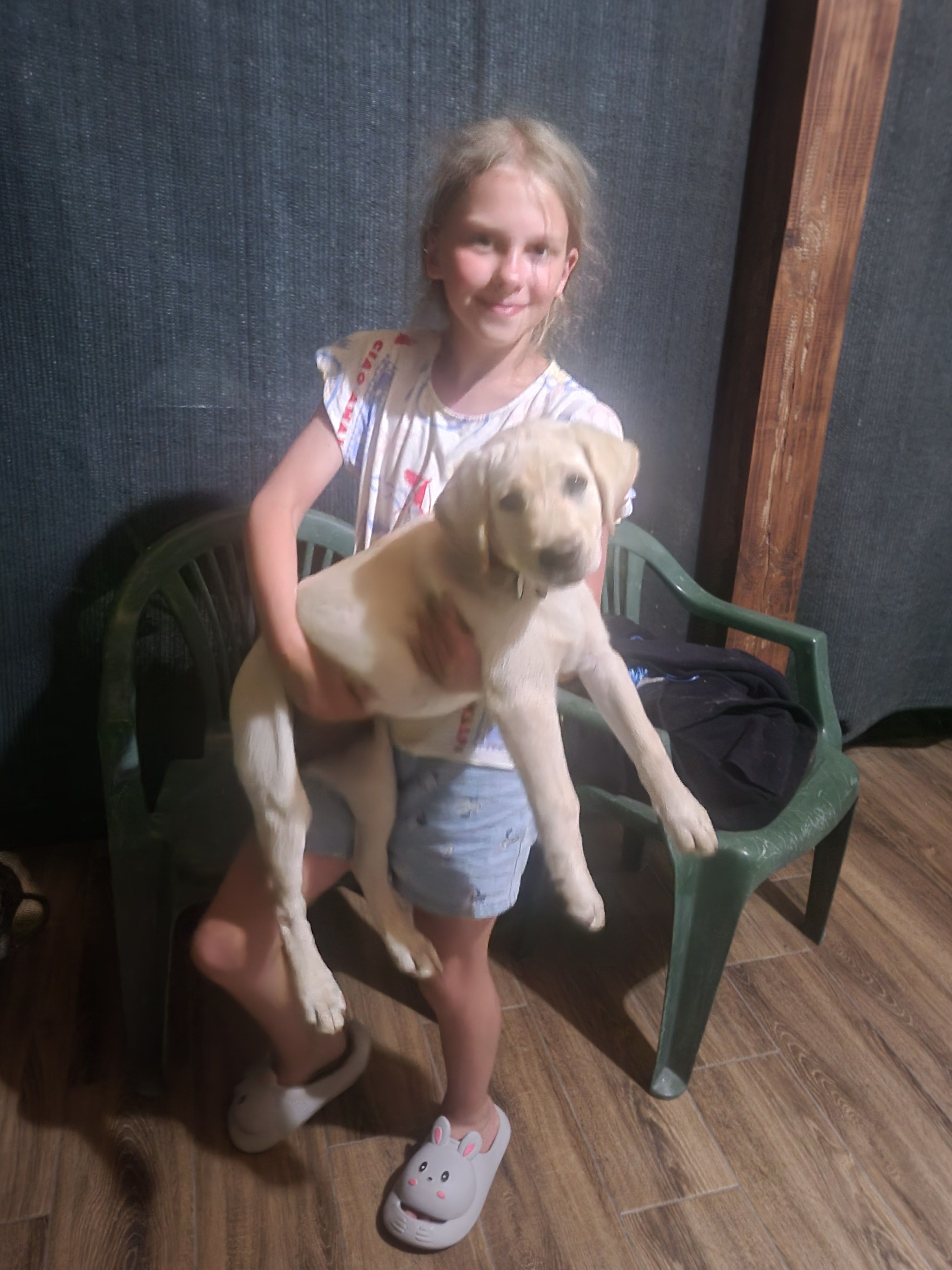 Зникла бишкоптова лабрадор-щеня, Богданівка