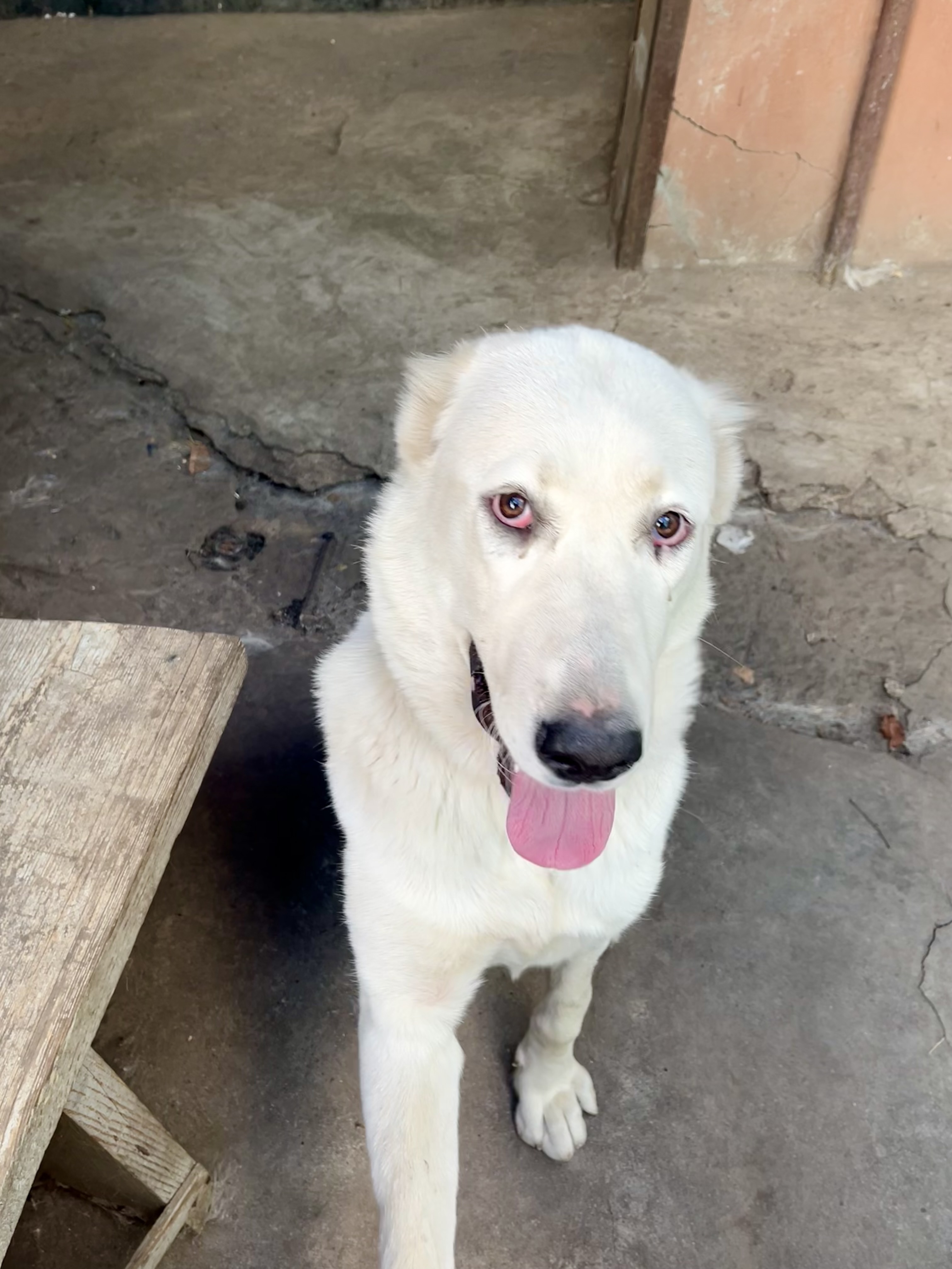 Зникла собака: білий алабай, Кривий Ріг