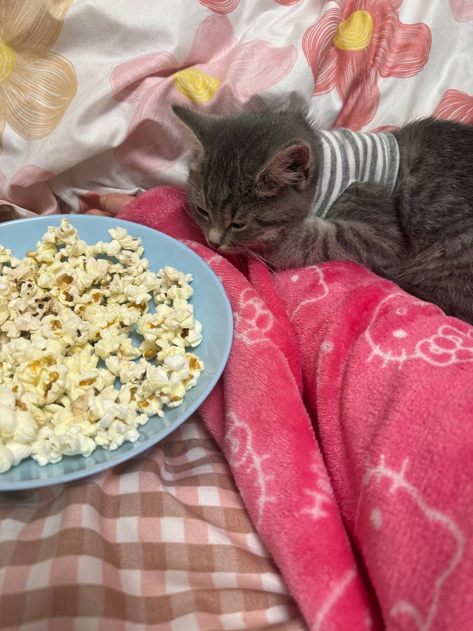 Зникла кішка: Сіра з білою плямкою