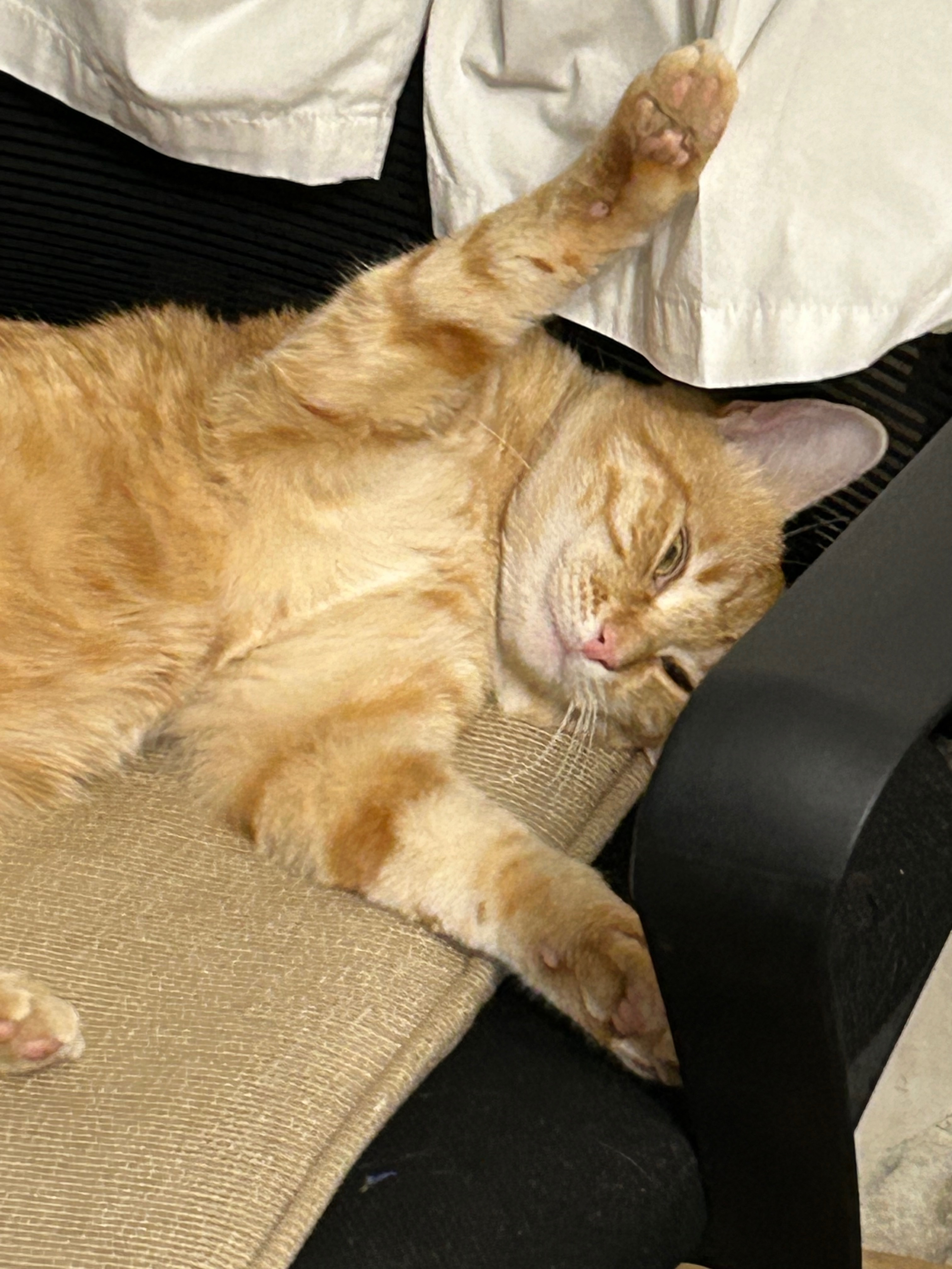 Зникла кішка з зеленим ошийником в Кривому Розі