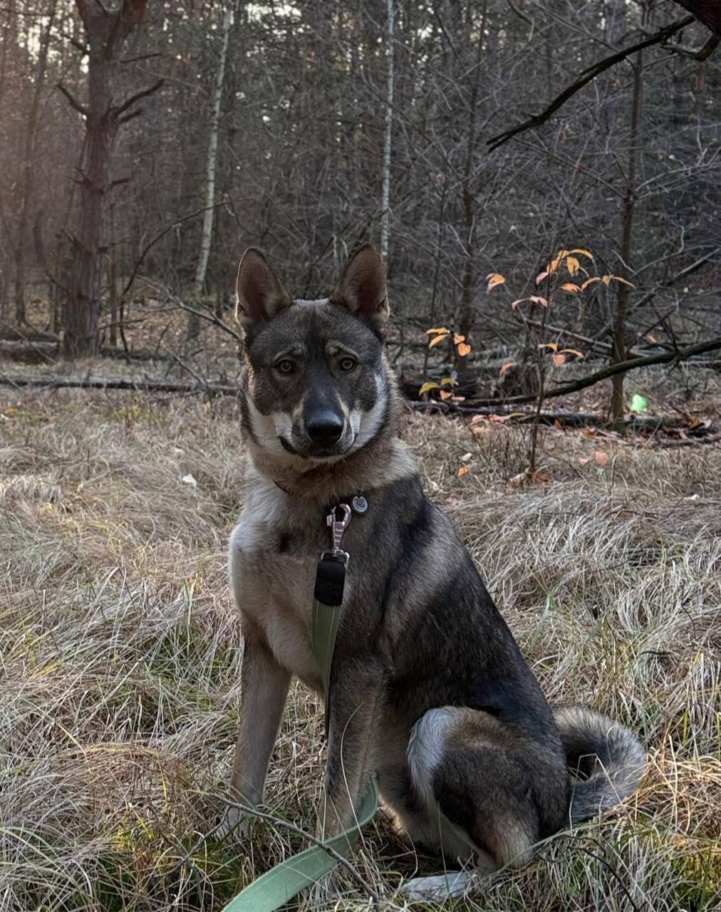 Зникла лайка: Допоможіть знайти у Недогарках