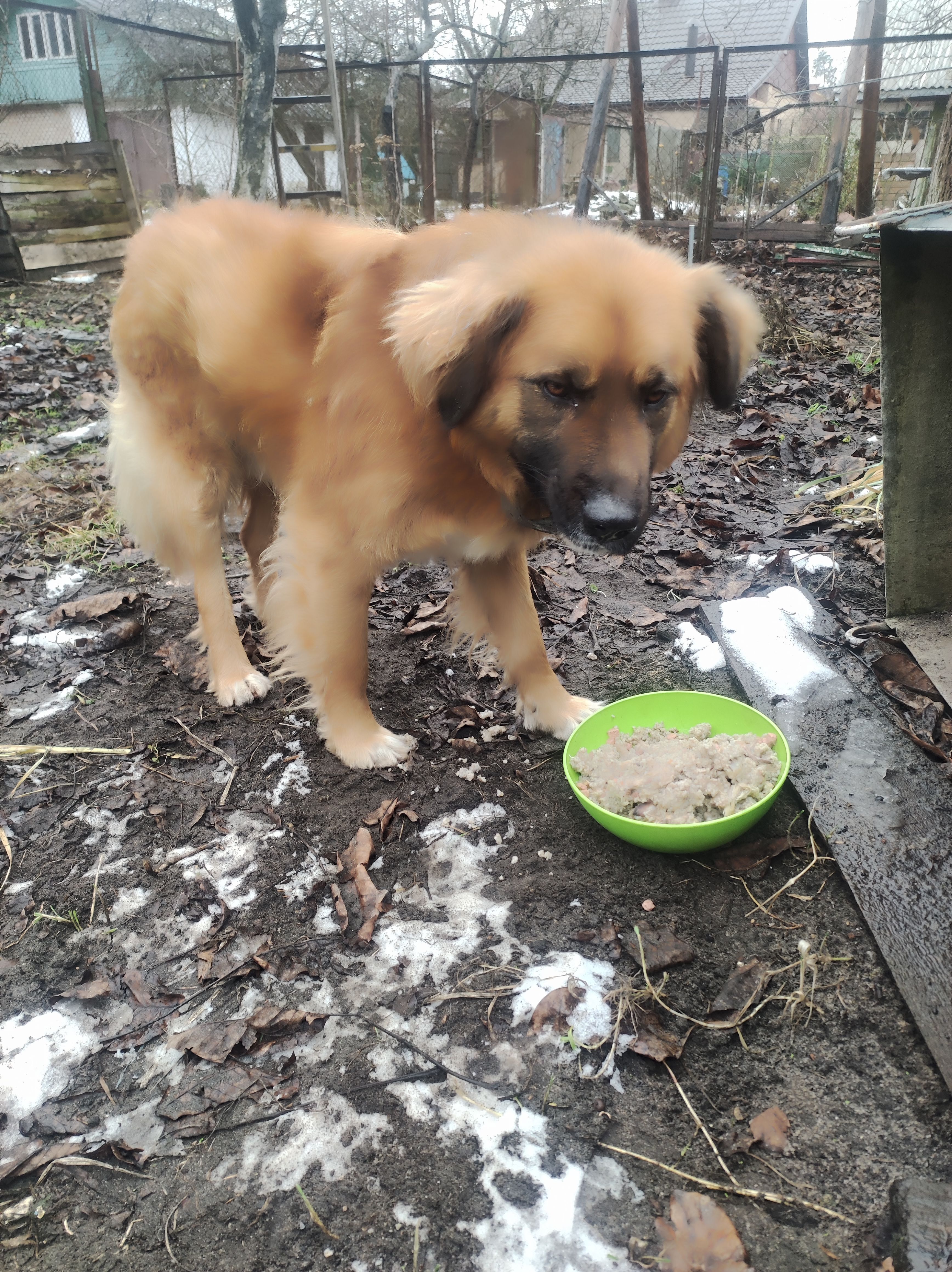 Знайдено рудого собаку в Бучі,...