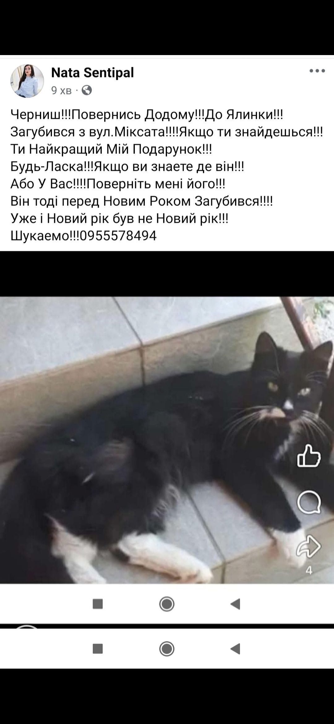 Зникла кішка з білими 