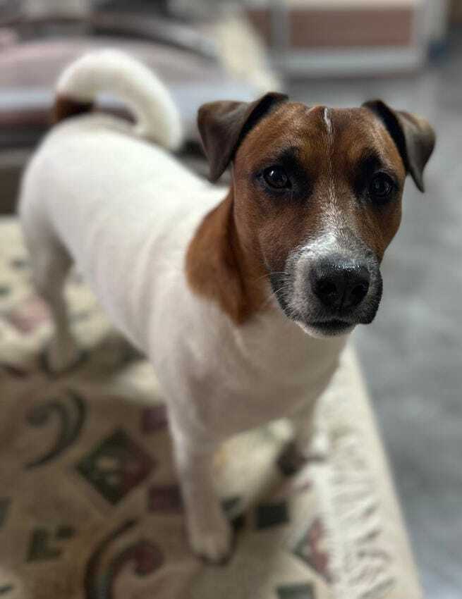 Зникла собака: Джек-рассел у Нижньосироватській