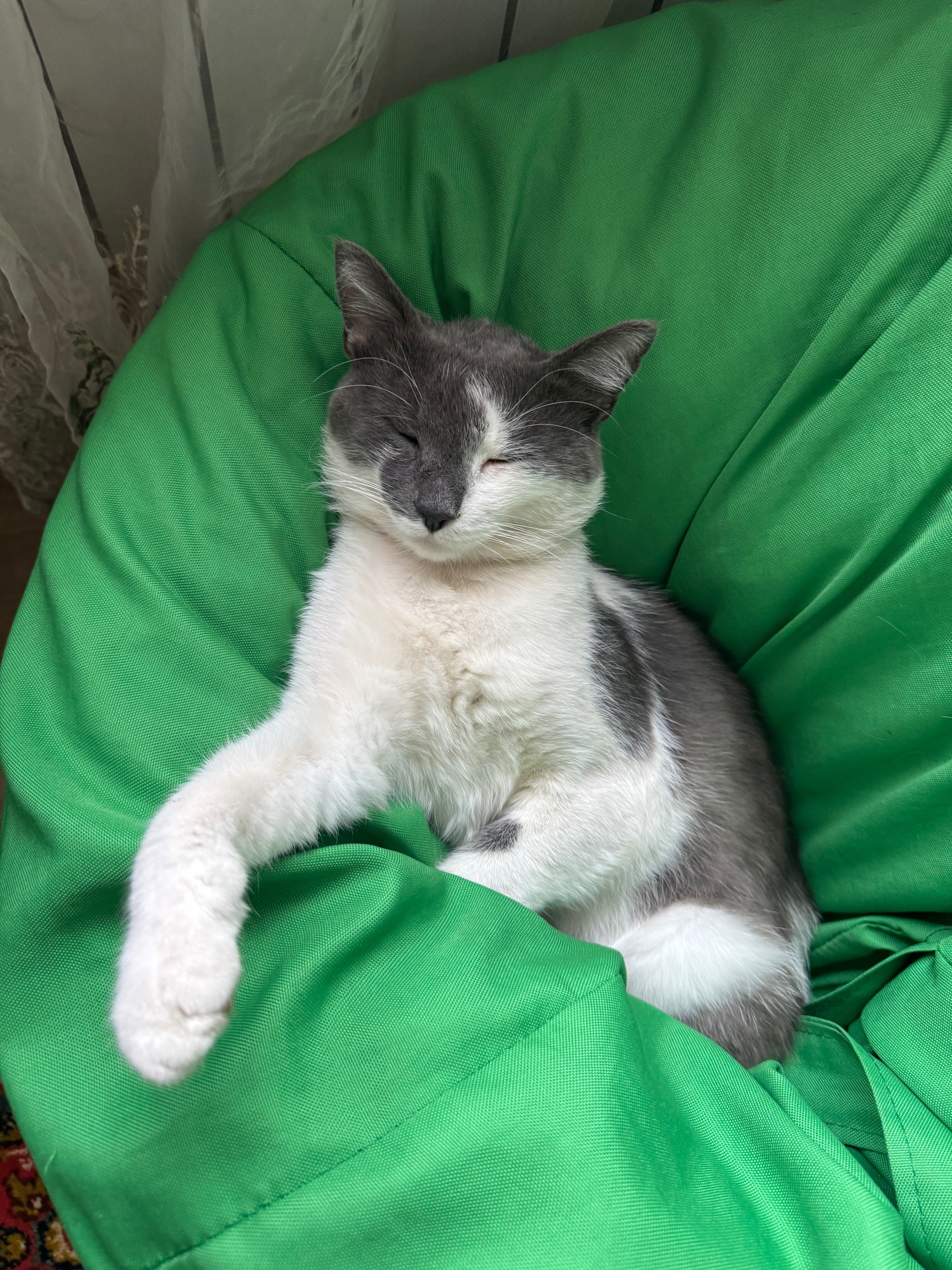 Зникла сіро-біла кішка в район...