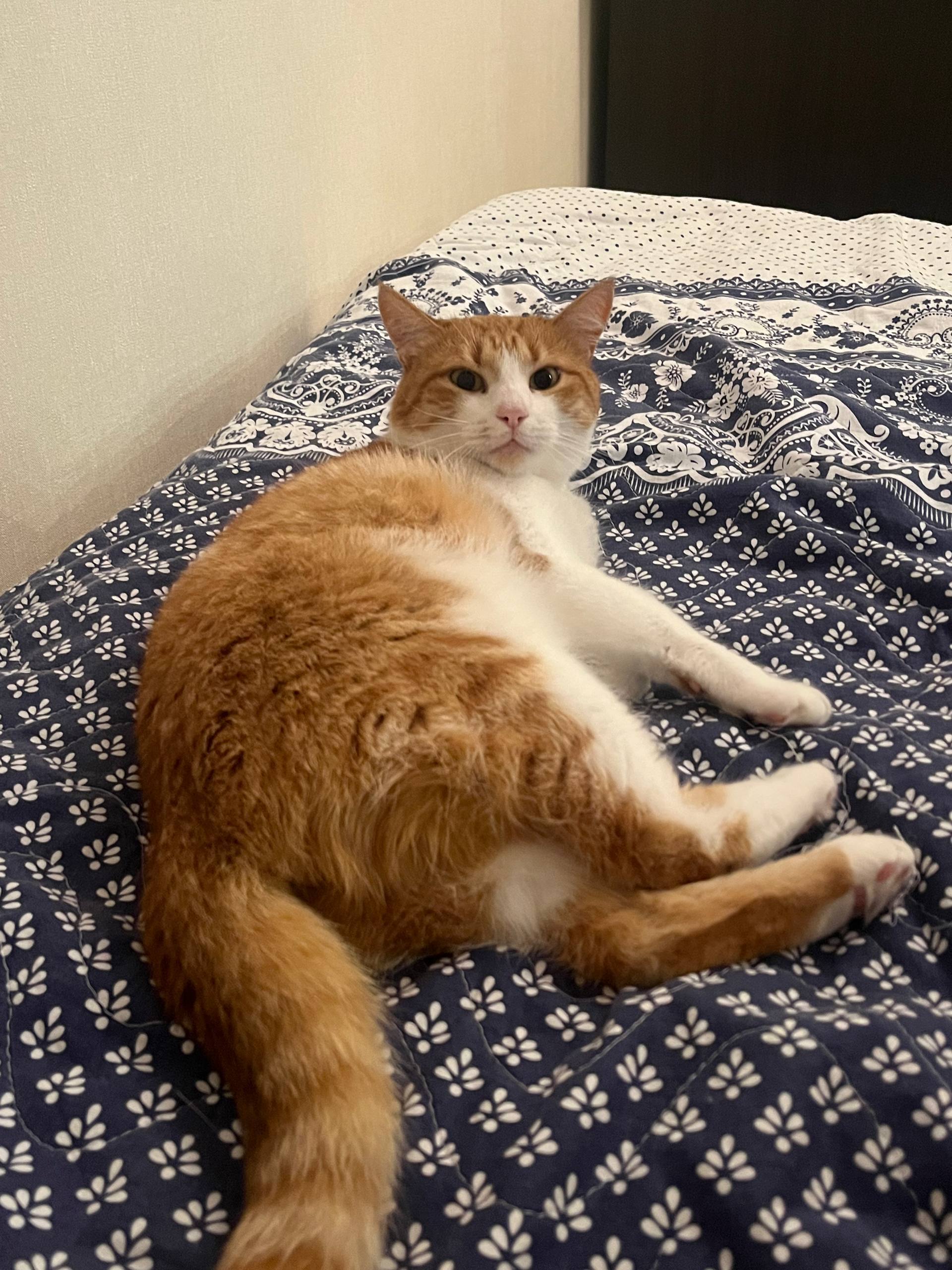 Зникла ляклива руда кішка з білим хвостом