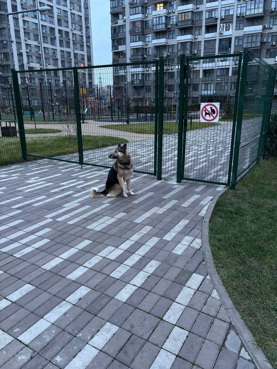 Знайдена собака на вулиці Кріс...