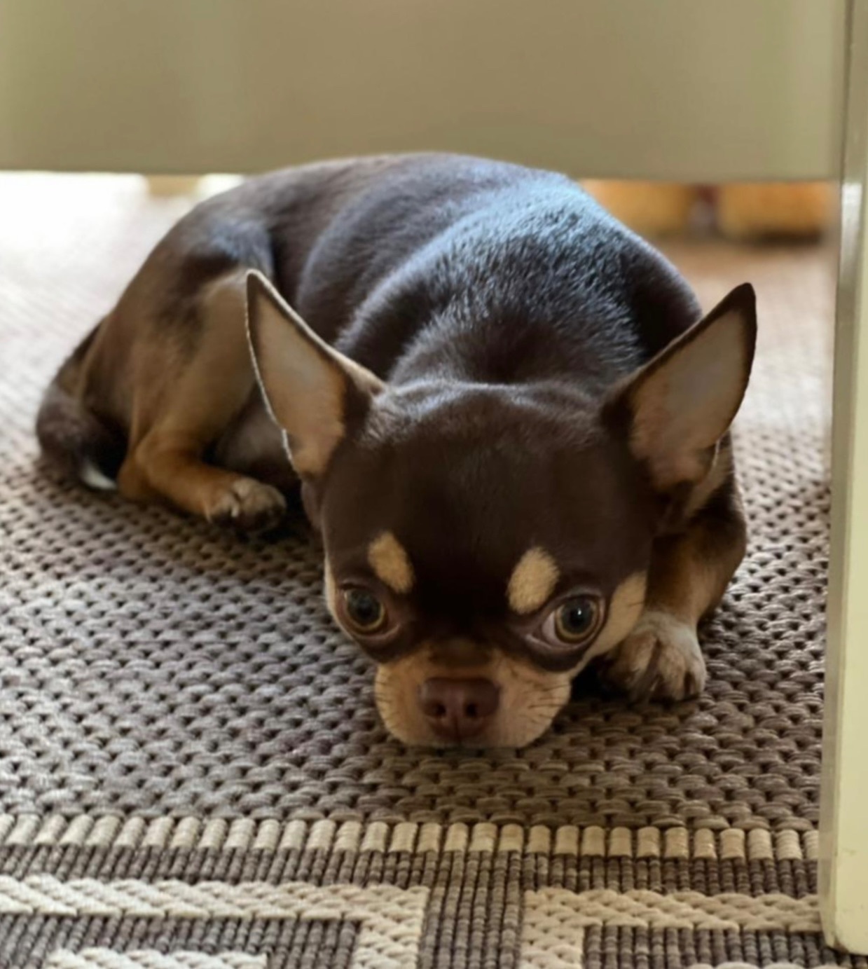 Зникла собака на Воловецькій, Ужгород