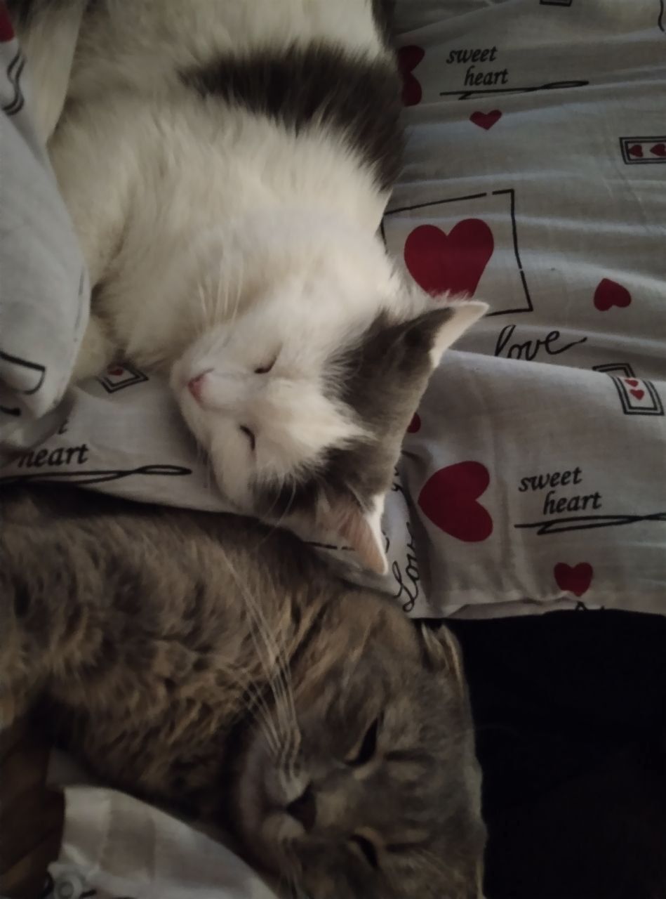 Зник пухнастий кіт під час обстрілу Києва