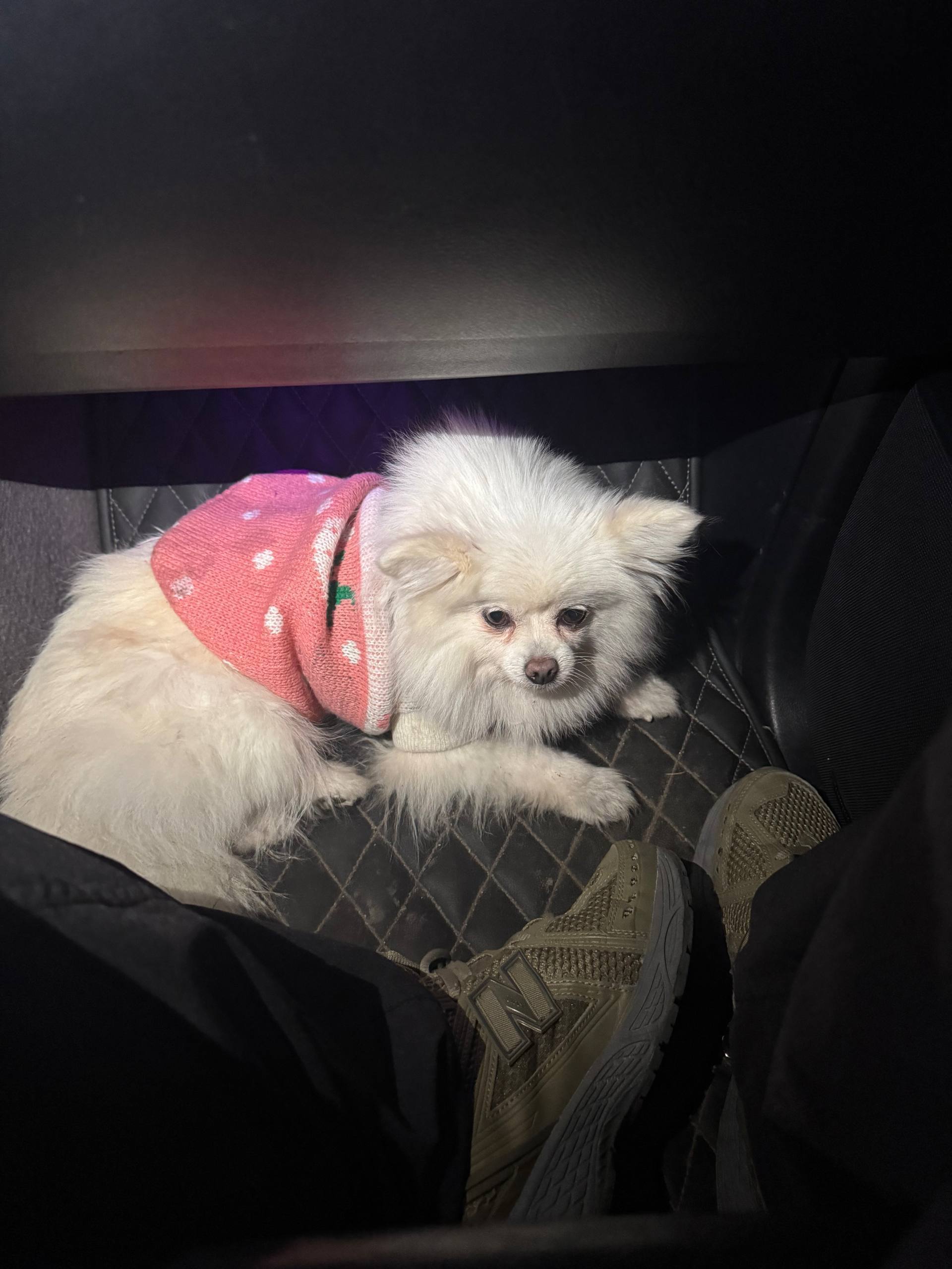 Перелякана бігль на Шота Руста...