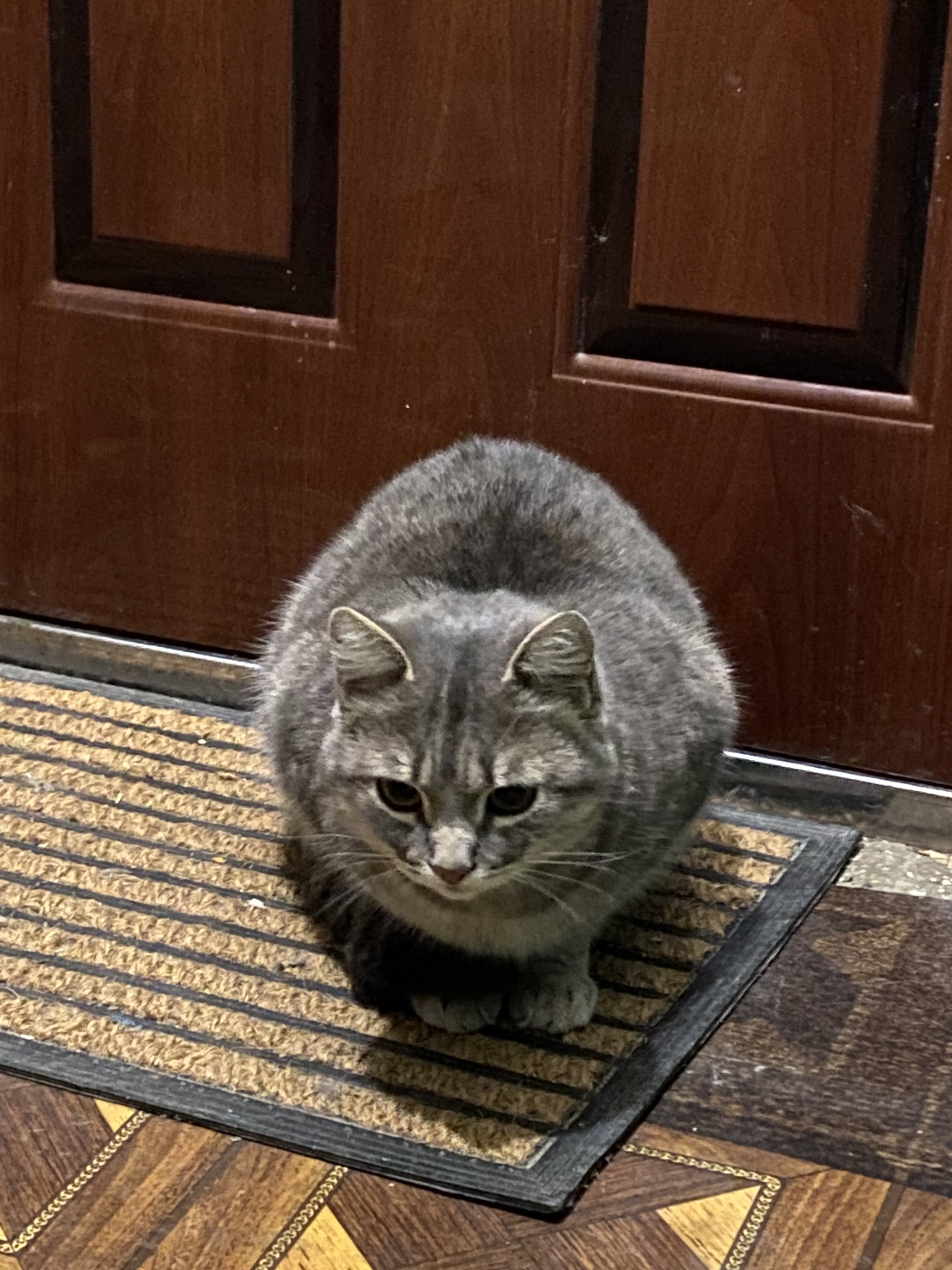 Знайдена кішка: шукаємо власни...