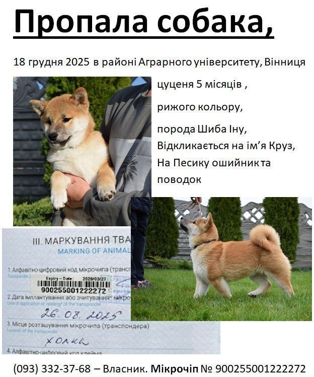 Зникла шиба-іну в Вінниці: зна...