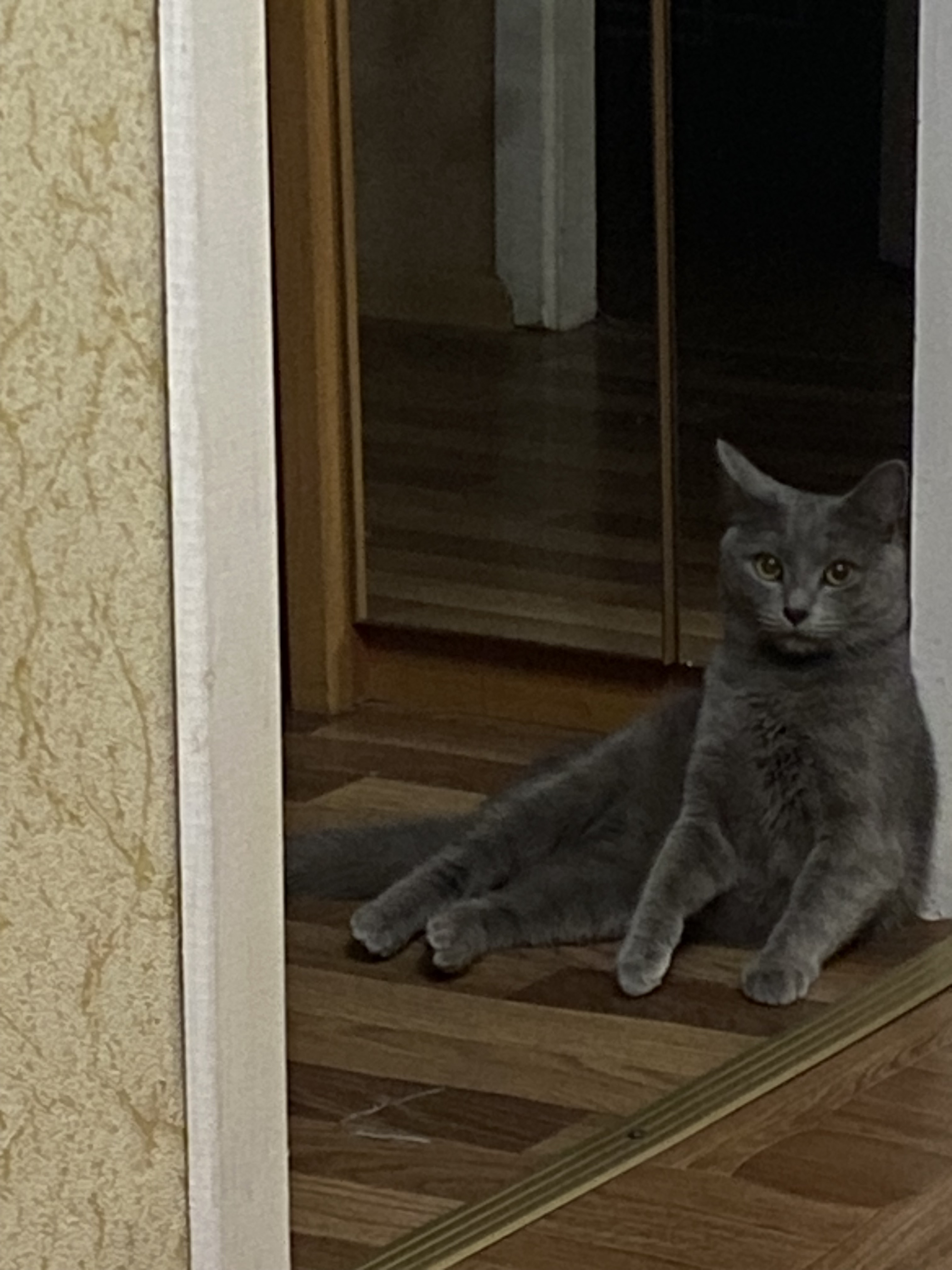 Зникла сіра кішка з татуюванням в Одесі