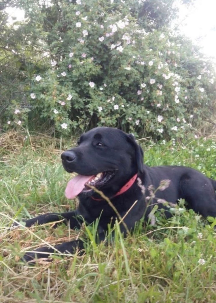 Зникла: Чорний лабрадор в Іван...