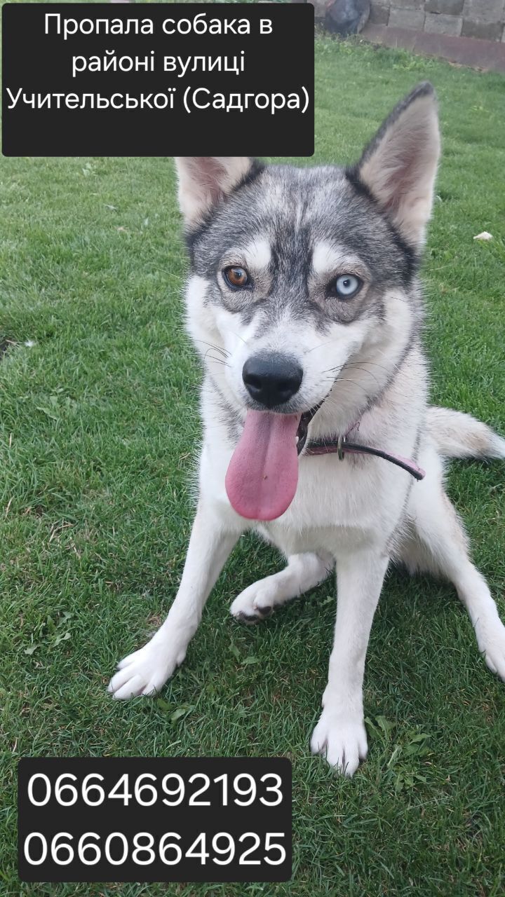 Зникла хаскі з різними очима,...