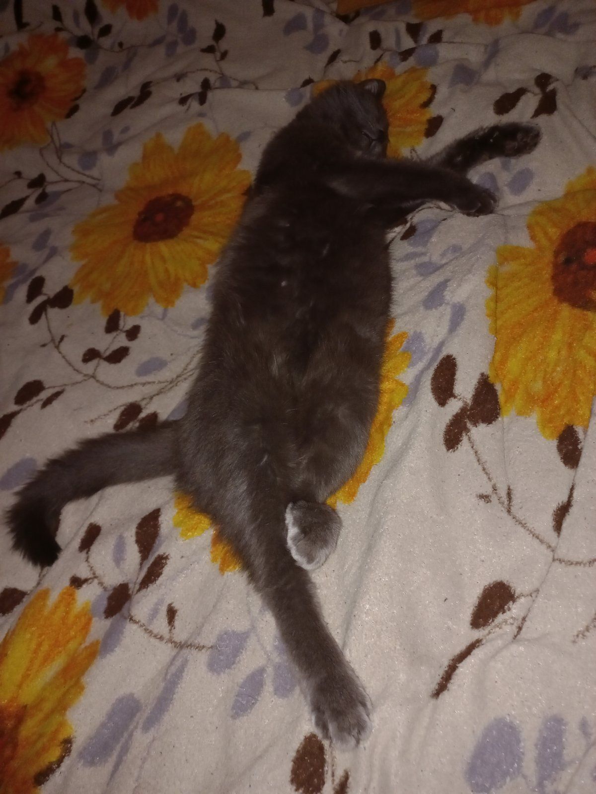 Зникла киця Тося: допоможіть з...