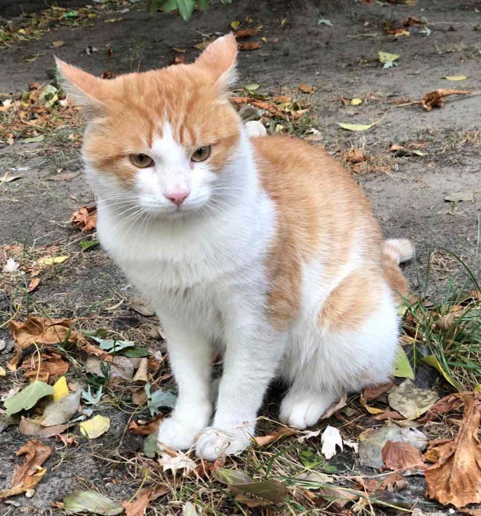 Зникла кішка: потребує лікувальної дієти