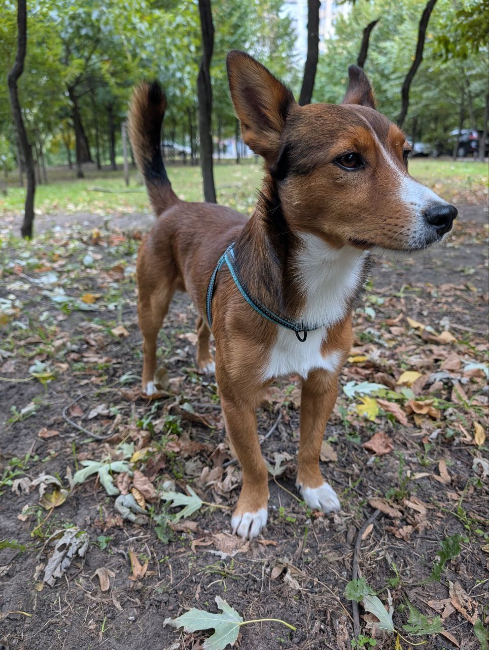 Зник песик Роккі: допоможіть знайти у Борщеві!