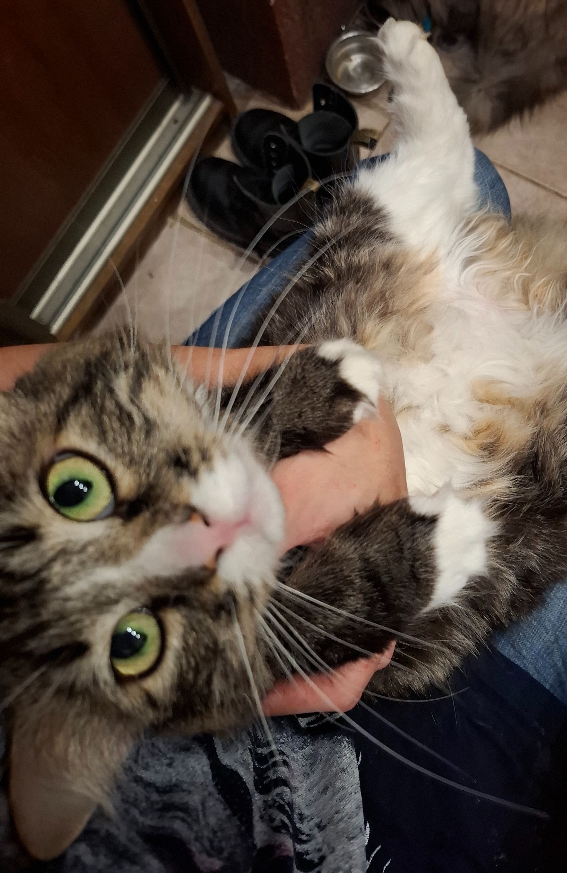 Зникла трьохколірна киця Боня...