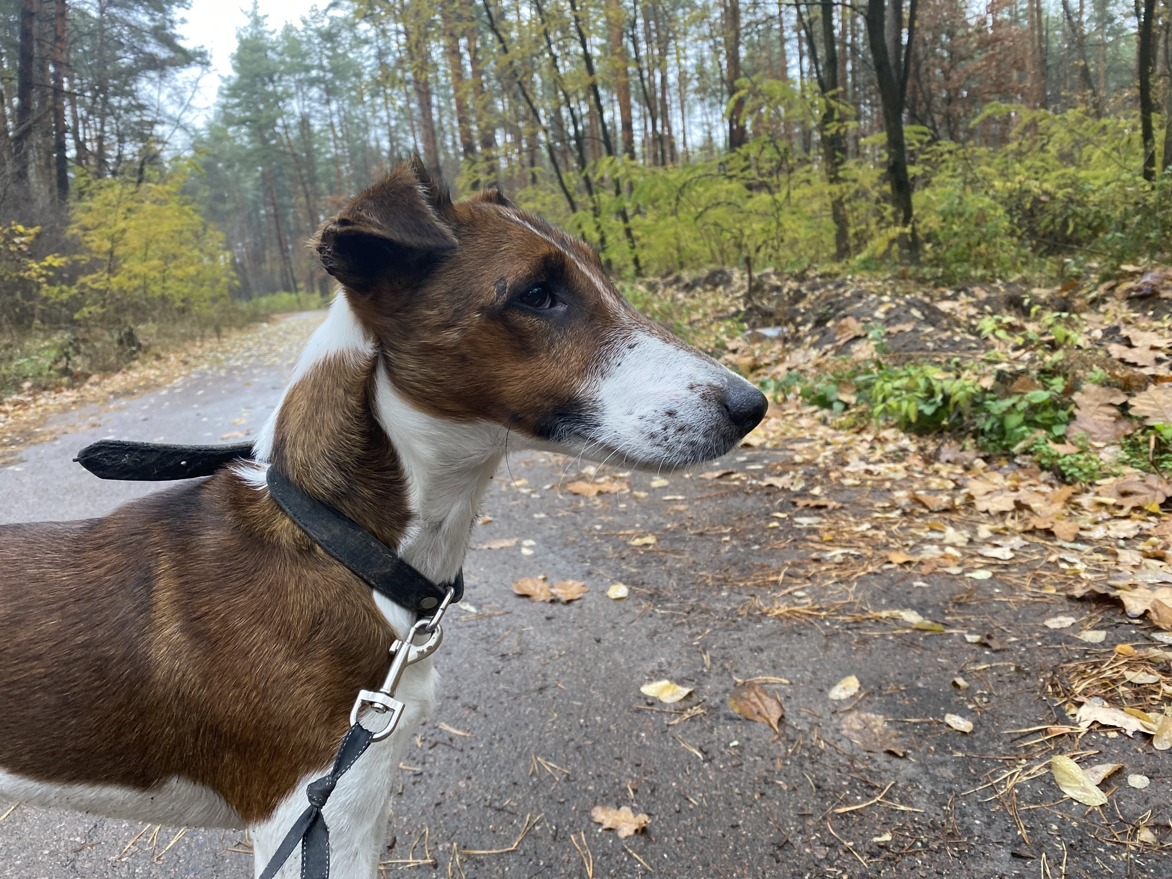 Зникла собака: коричнево-білий непосида