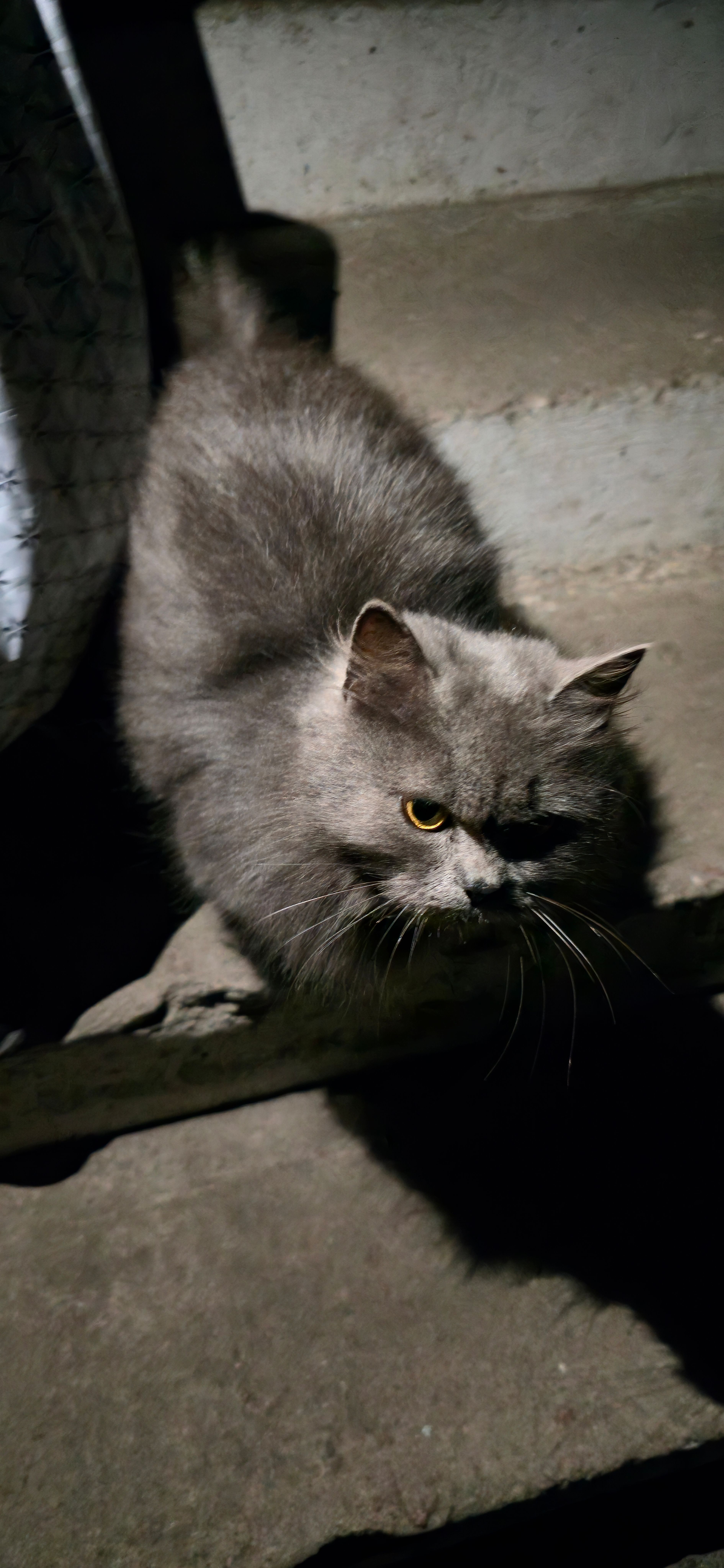 Знайдена сіренька кішка з жовт...
