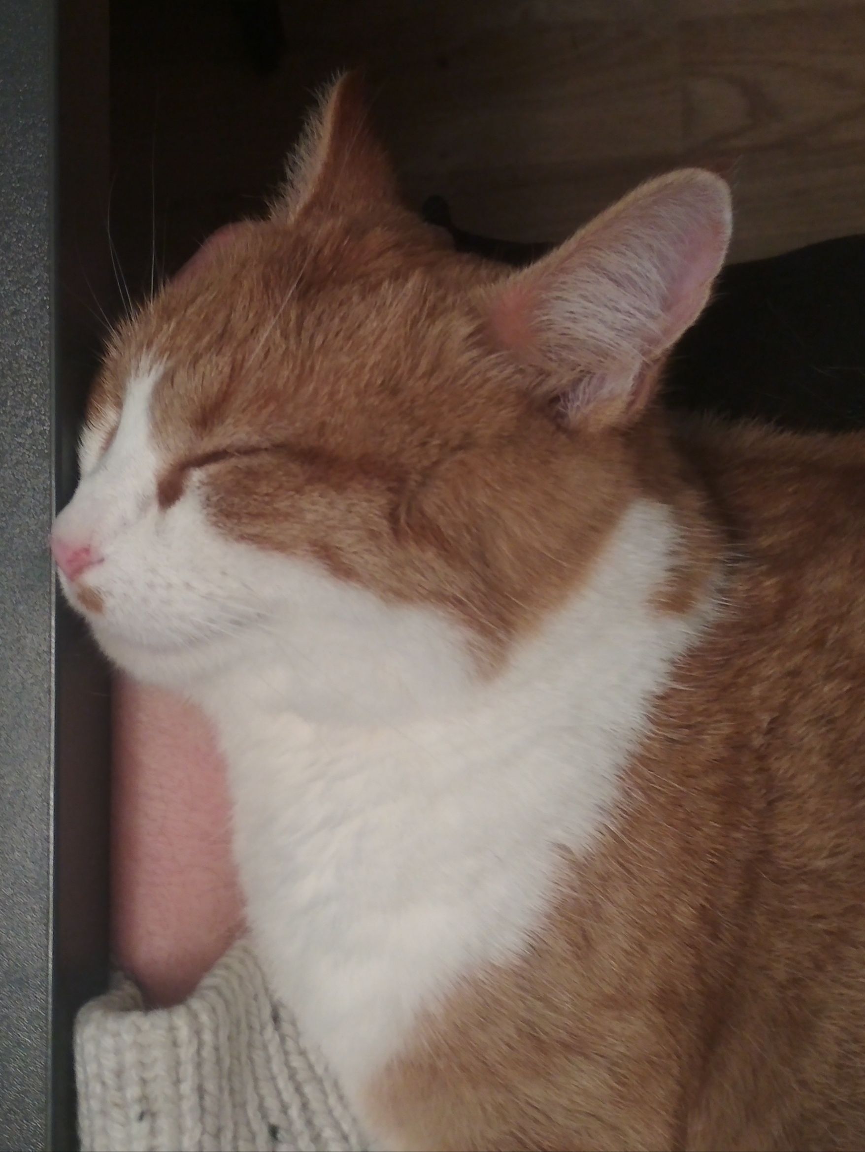 Зникла кішка: Рудий верх, білий низ, плямка