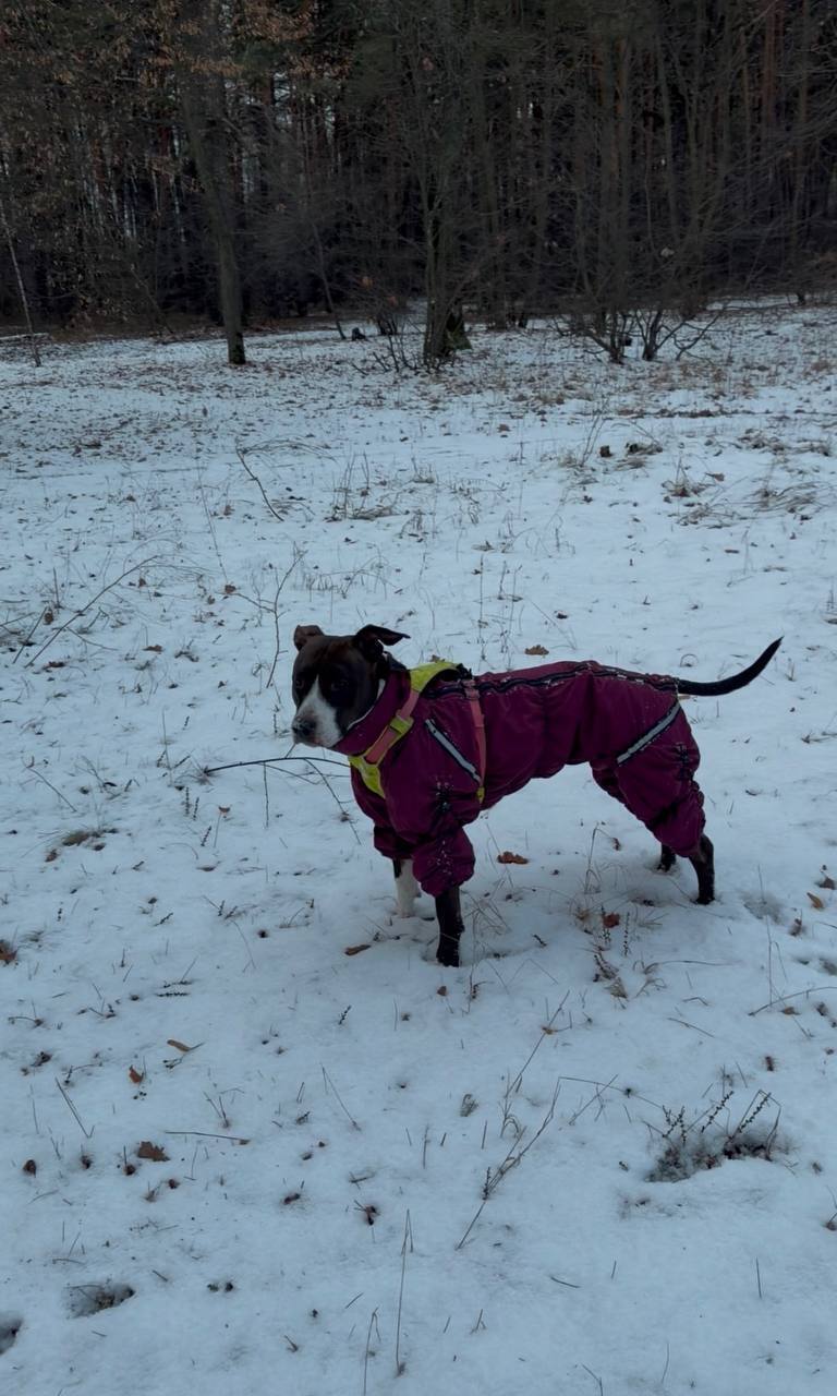 Зникла собака в комбінезоні на Віскозній