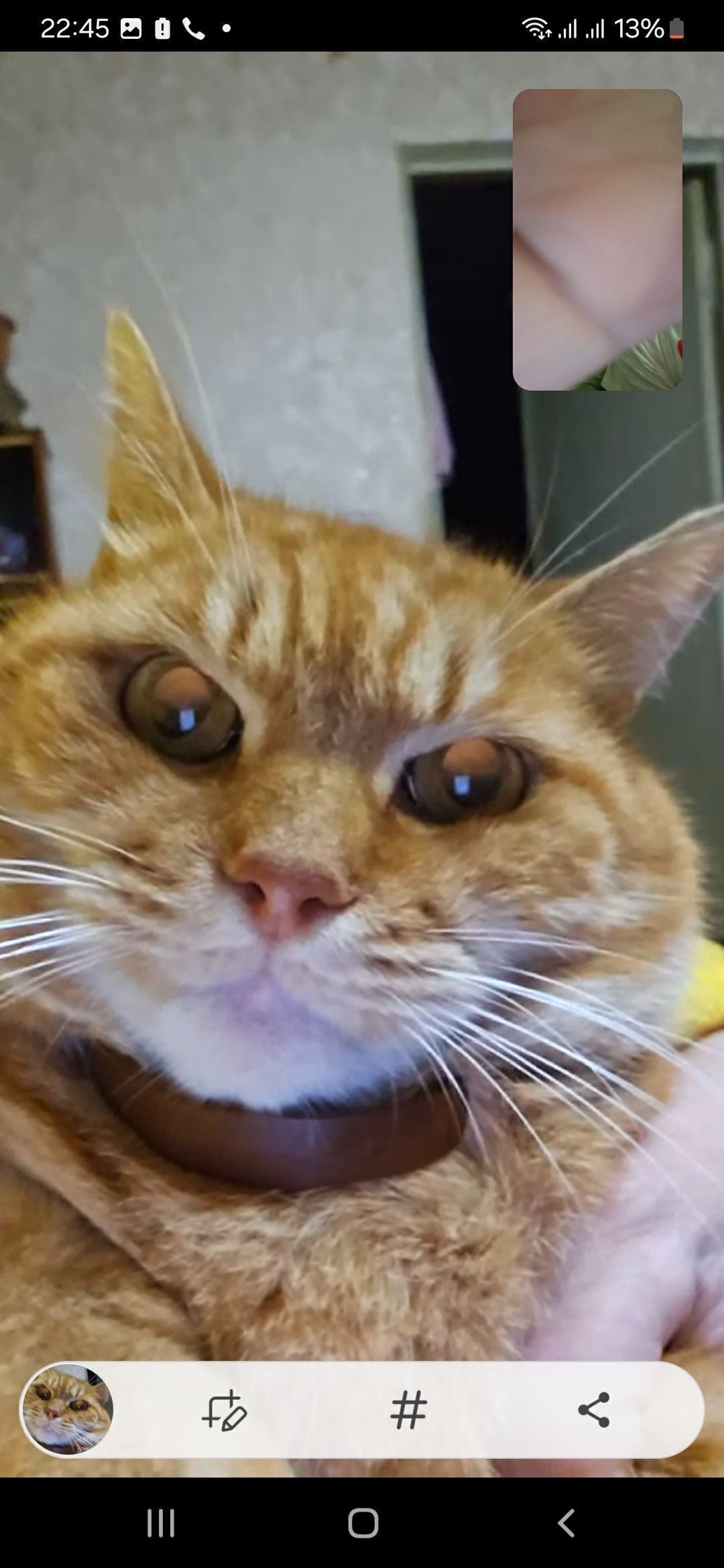 Зникла 10-річна кішка без хвоста в Києві