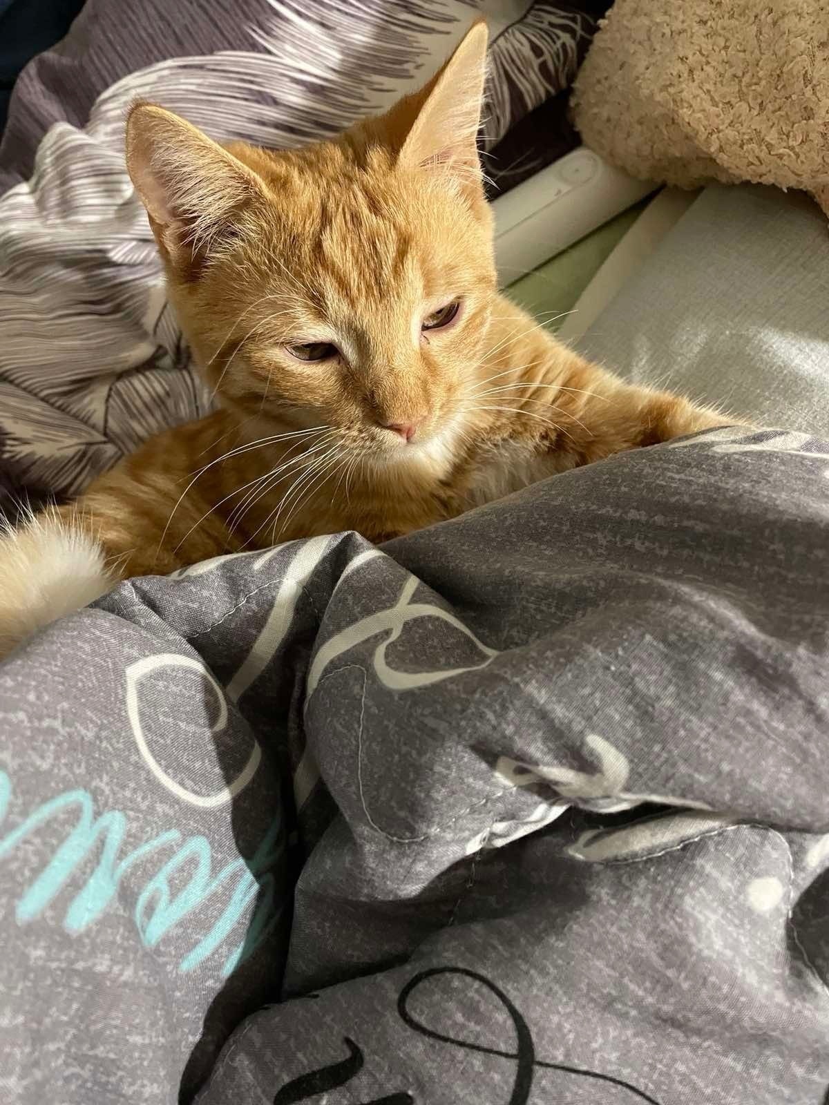 Зникла руде кошеня на Володимирській, 19