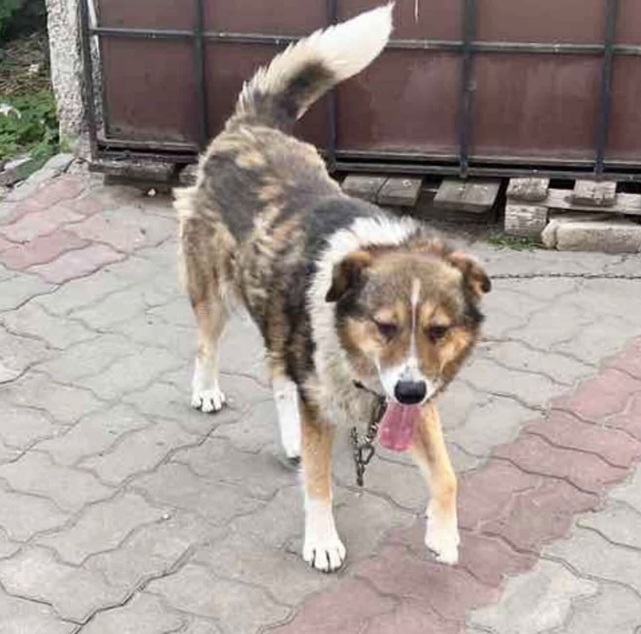 Зникла велика собака на вул. Г...