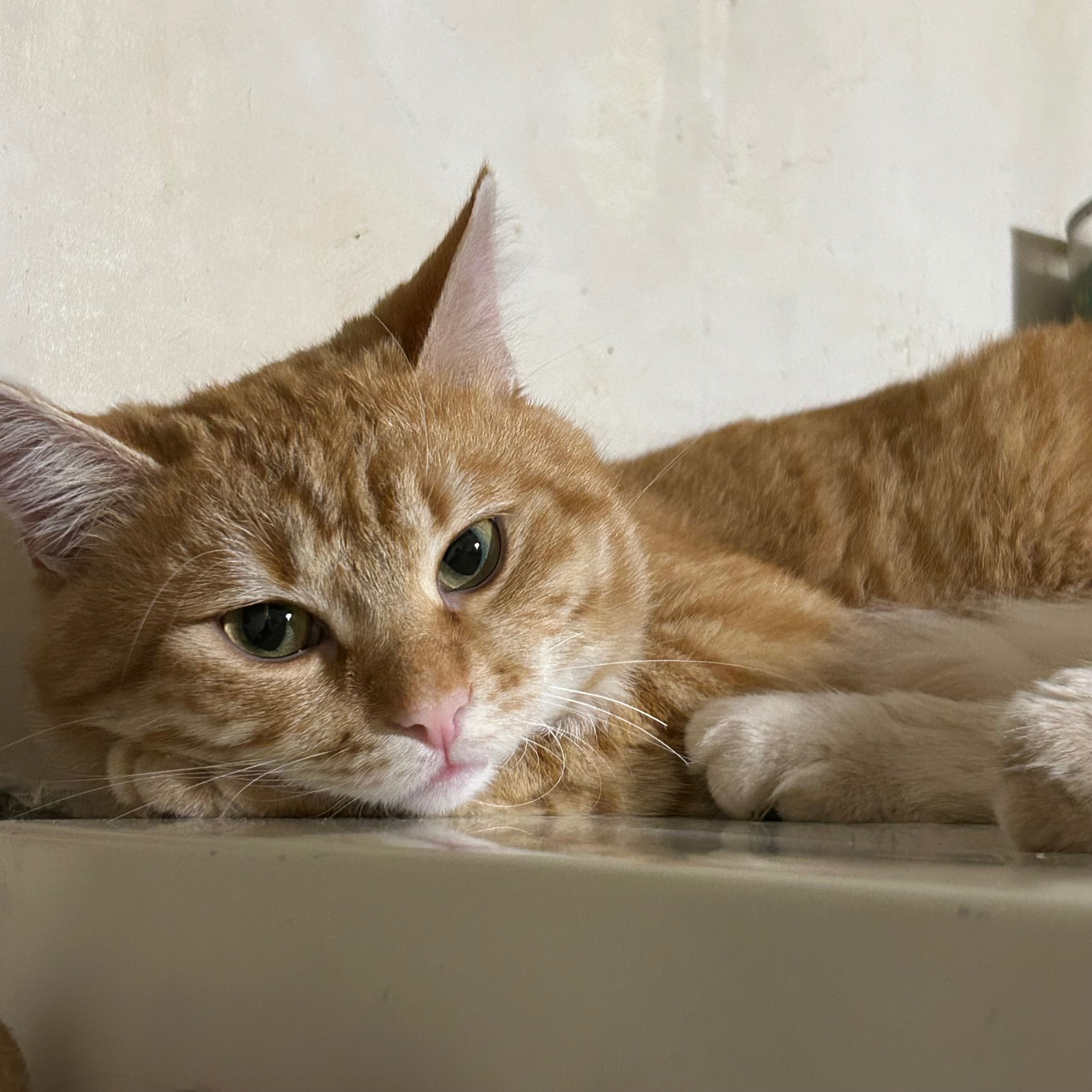 Зникла кішка: Рудий кіт з зеленим нашийником