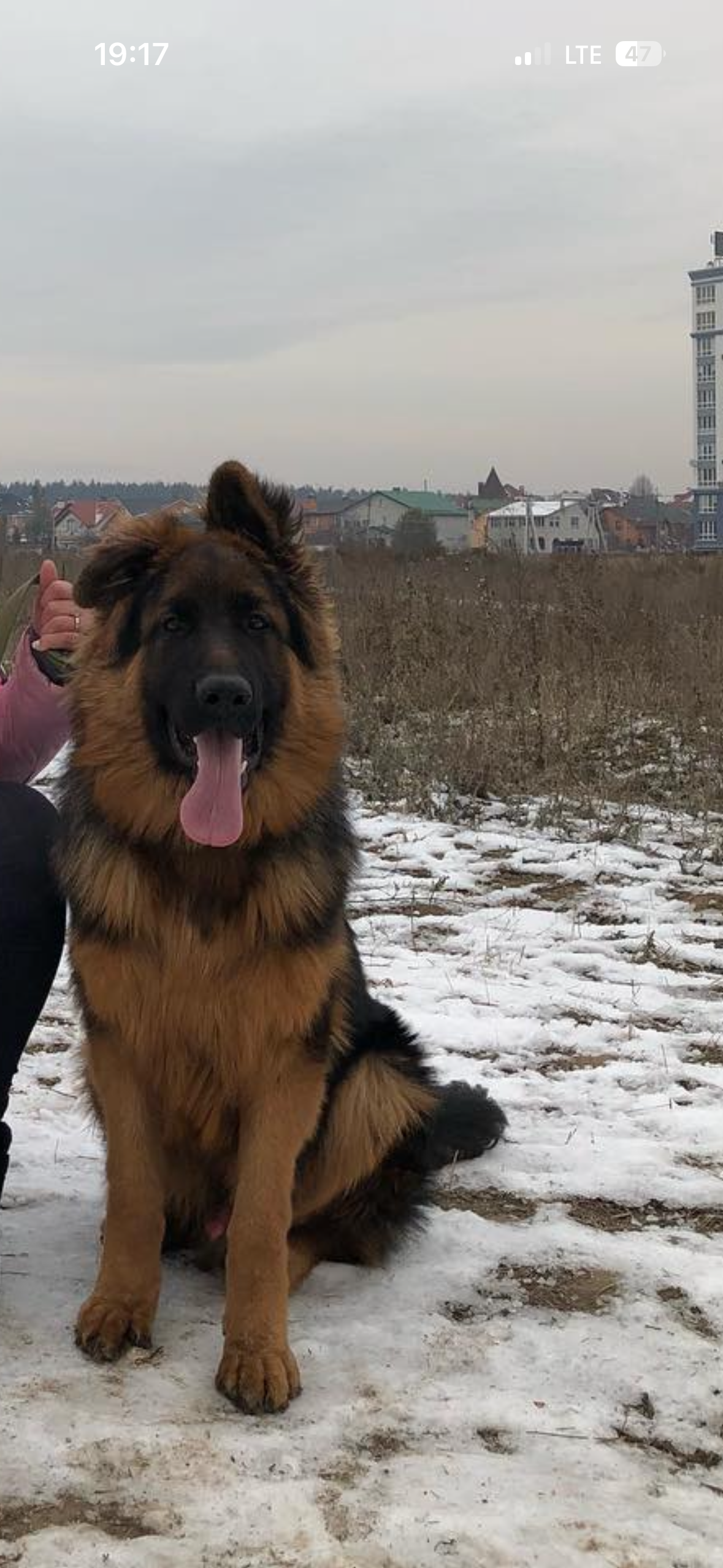 Зникла собака з одним вушком, Київщина