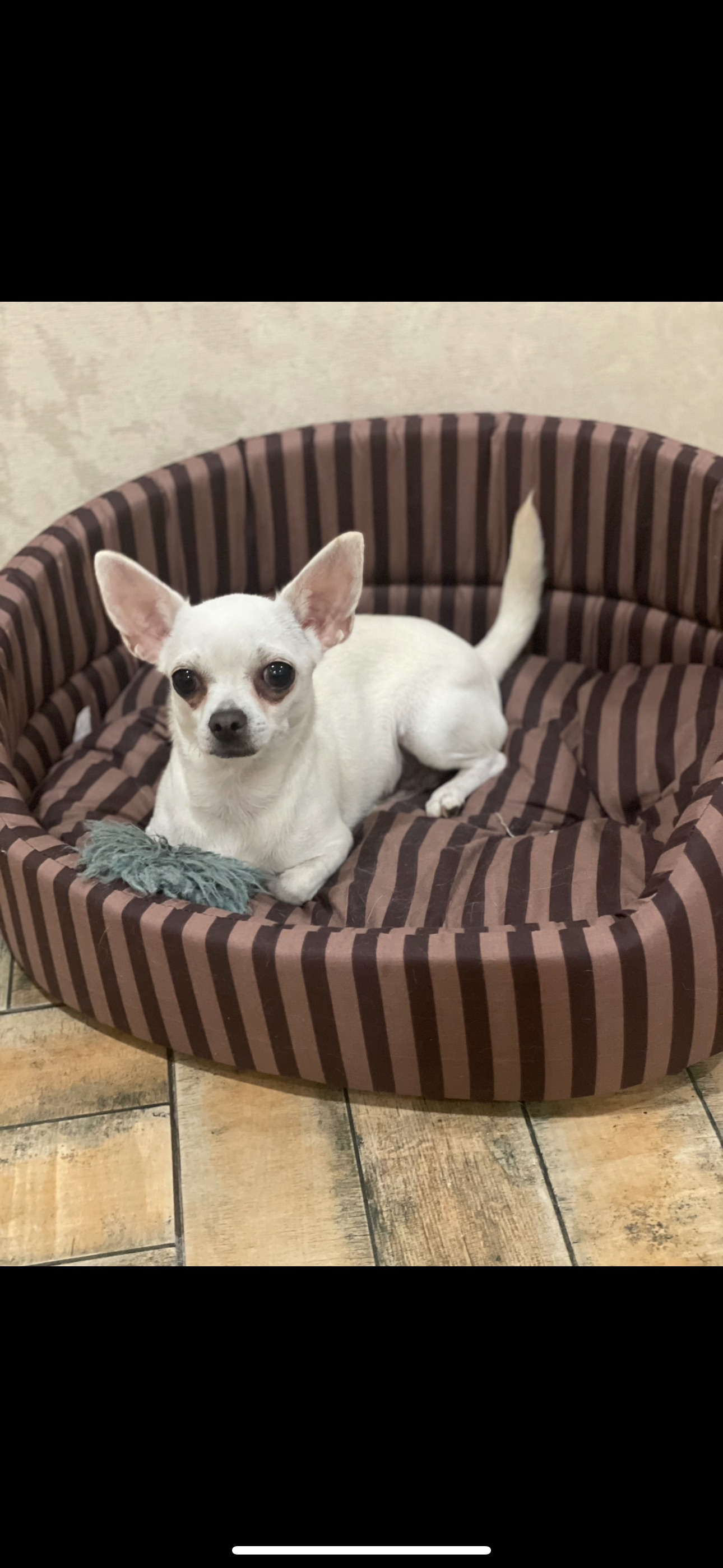 Зникла біла собака з леопардовим нашийником