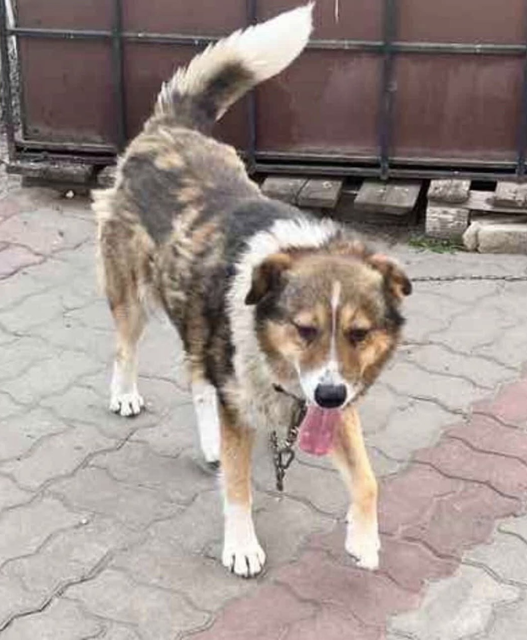 Зникла собака Бім: допоможіть знайти!