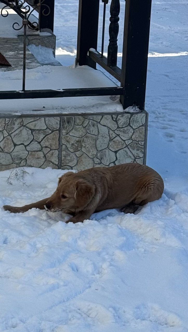 Зникла активна собачка з оливковим ошийником