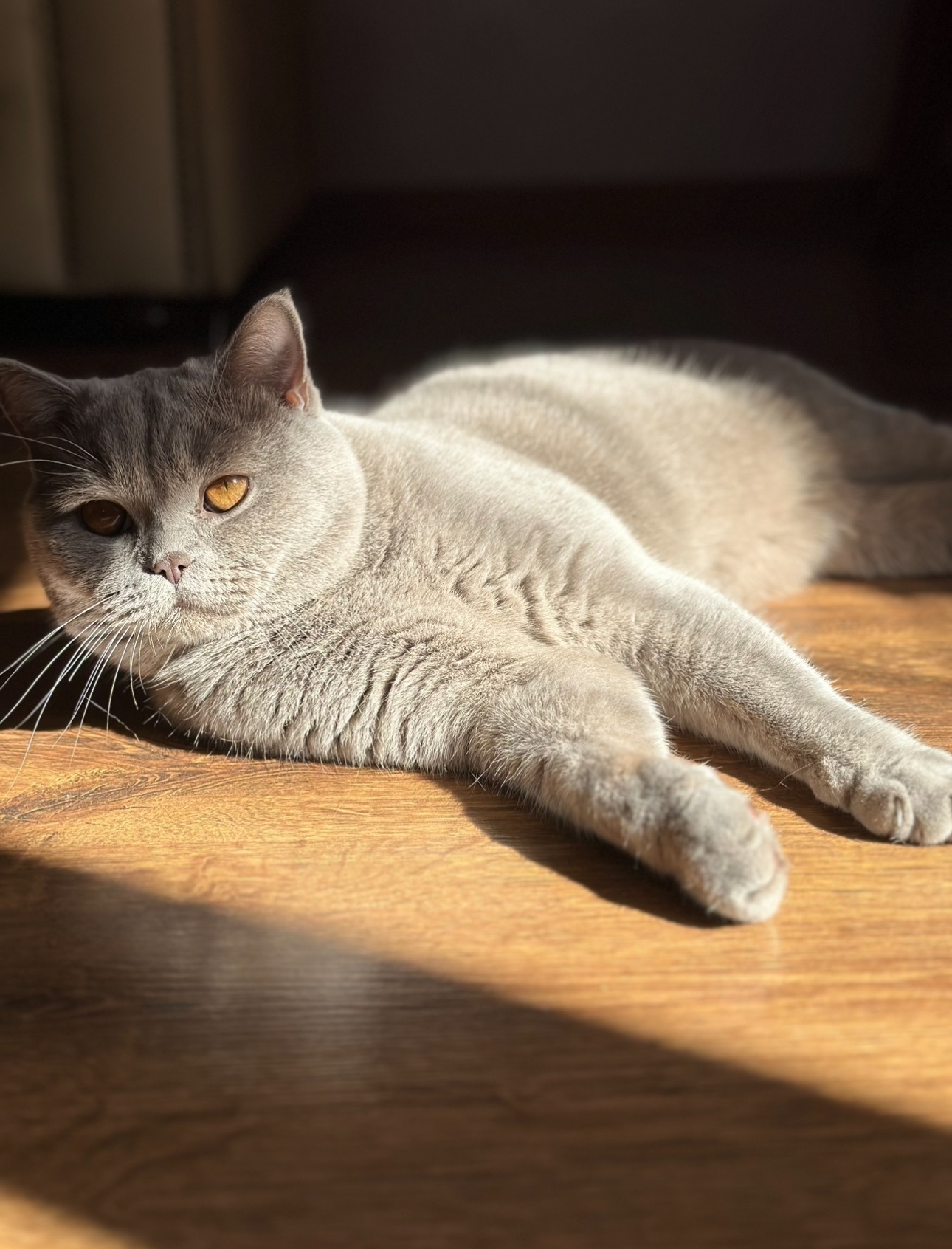 Зник кіт Томік: винагорода 10 000 грн!