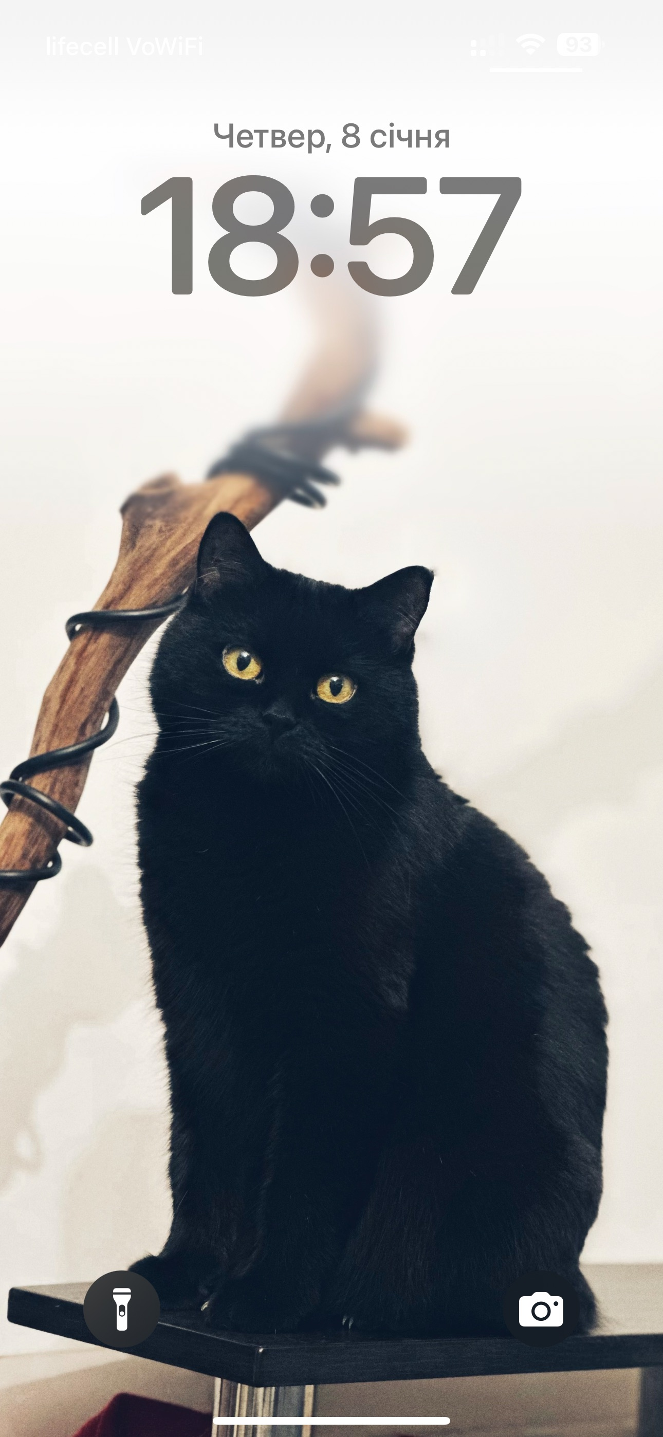 Зникла чорна кішка з золотими очима