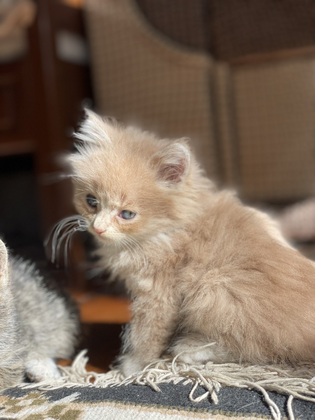 Зникла кішка: допоможіть знайти у Голоскові