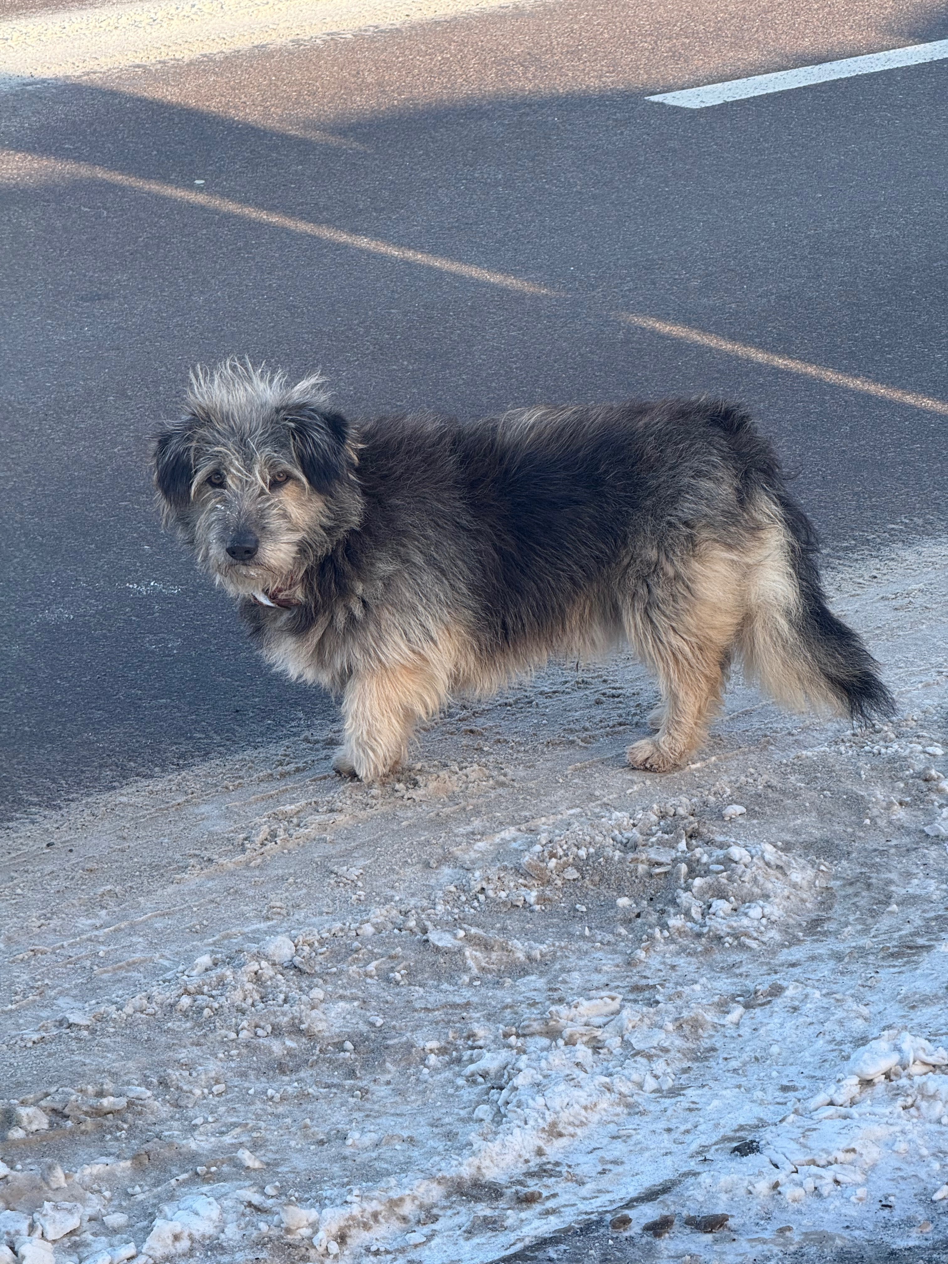 Знайдена собака з червоним нашийником