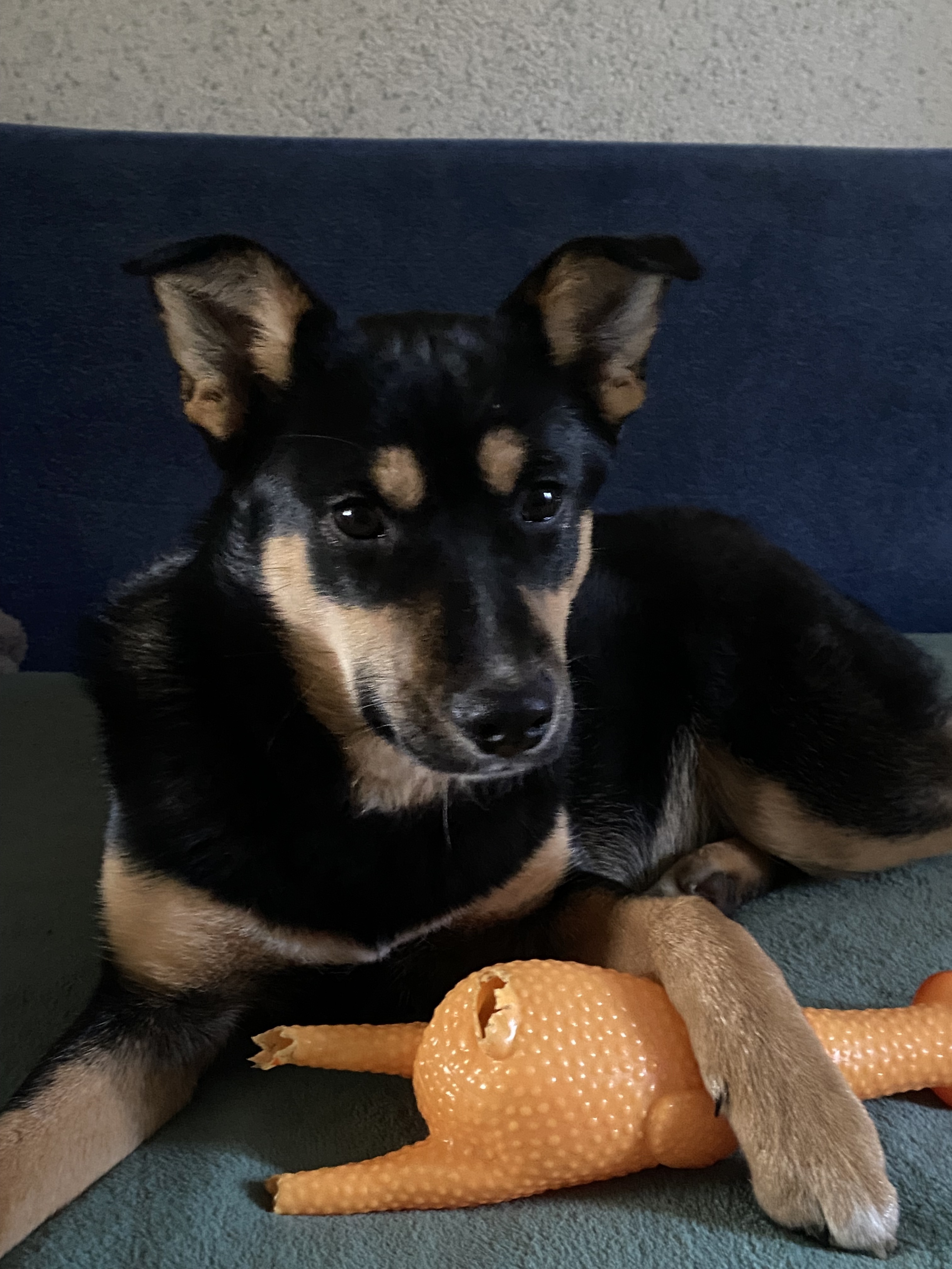 Зникла добра собака, 7 міс., Солонківська громада