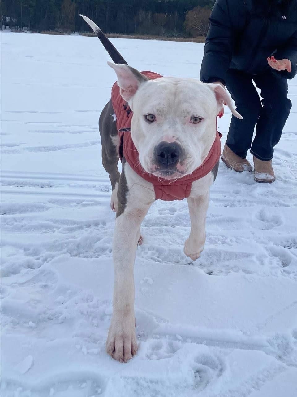 Зник амстаф Річі: Біличанський ліс, Київ