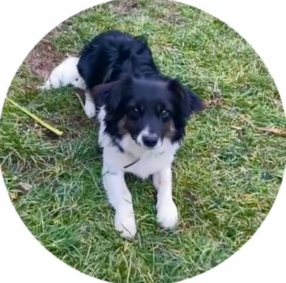 Зникла чорно-біла собака в Ладижині