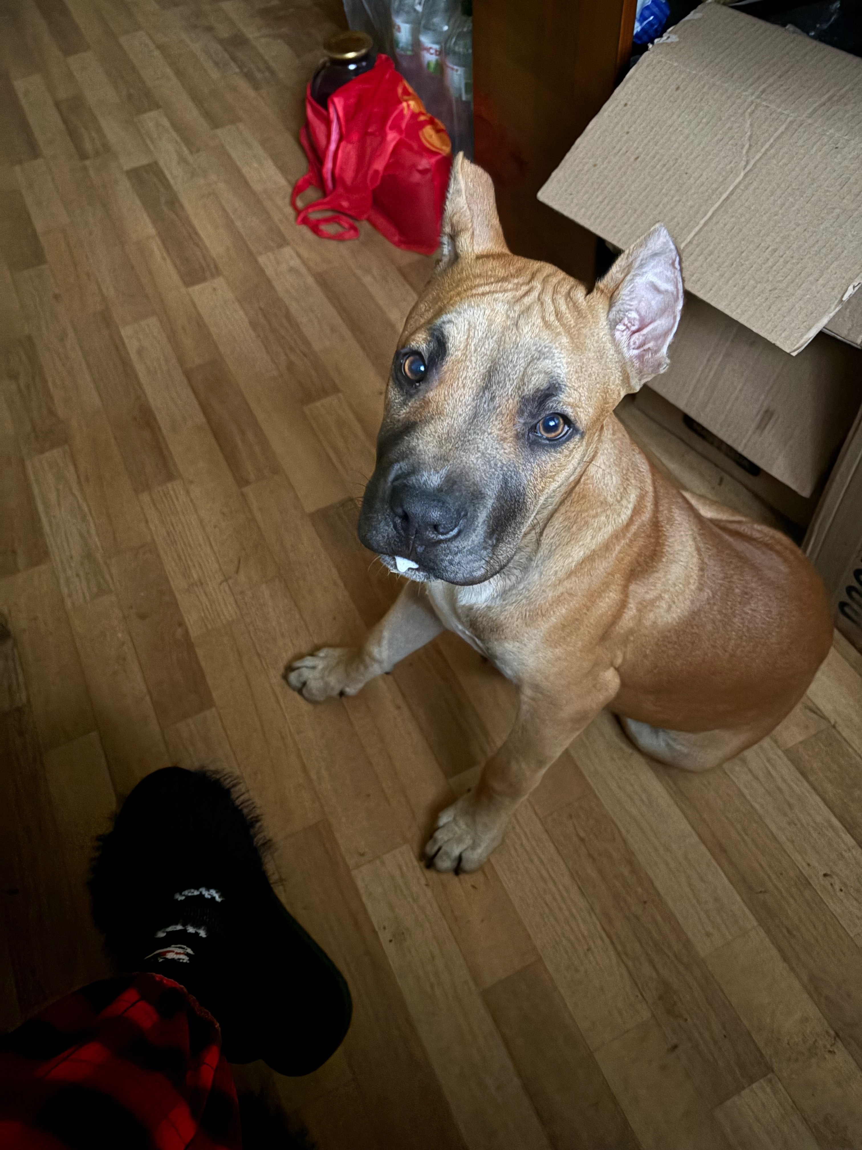 Зникла собака з особливими прикметами в Харківській області